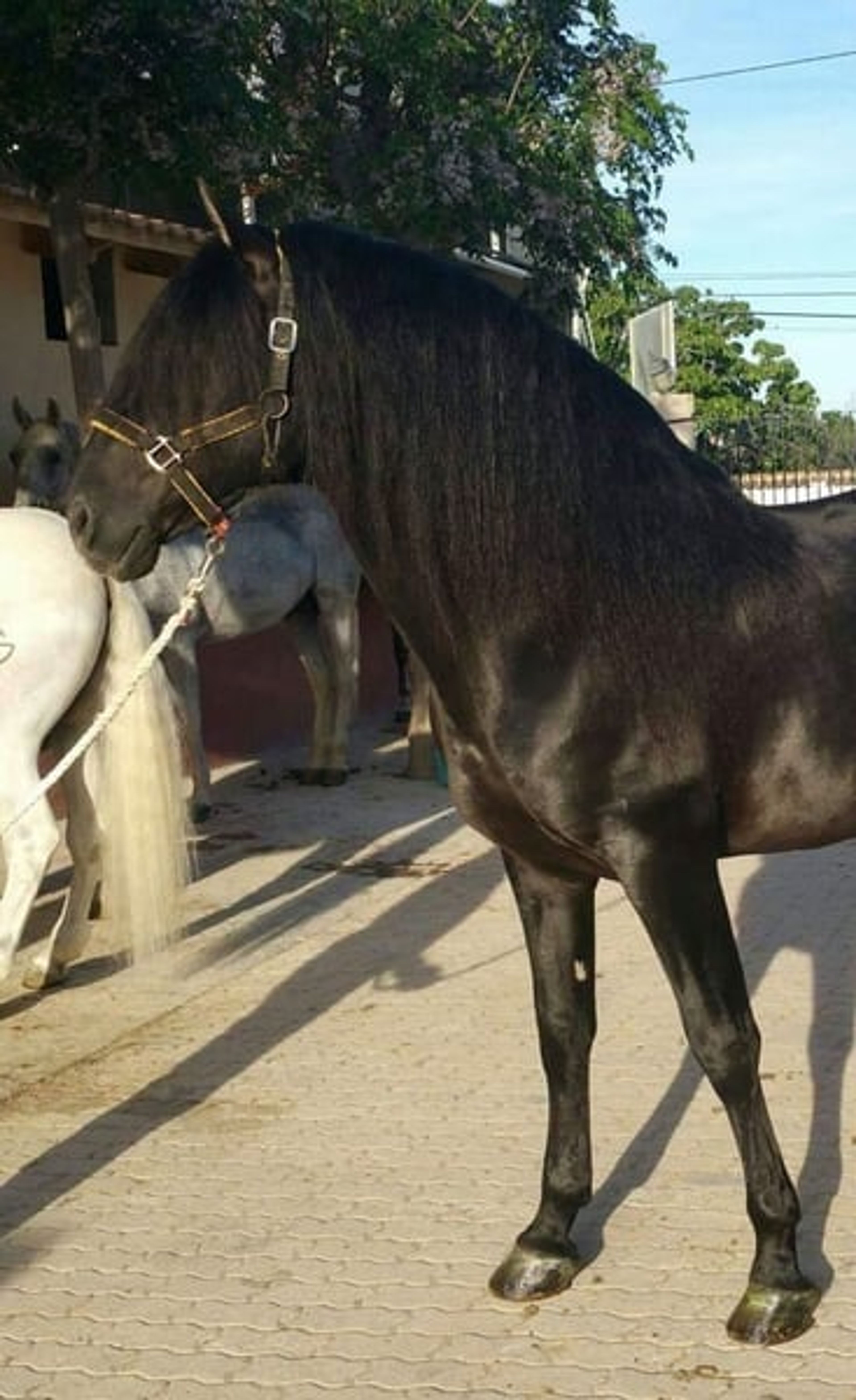 Impressive black PRE stallion