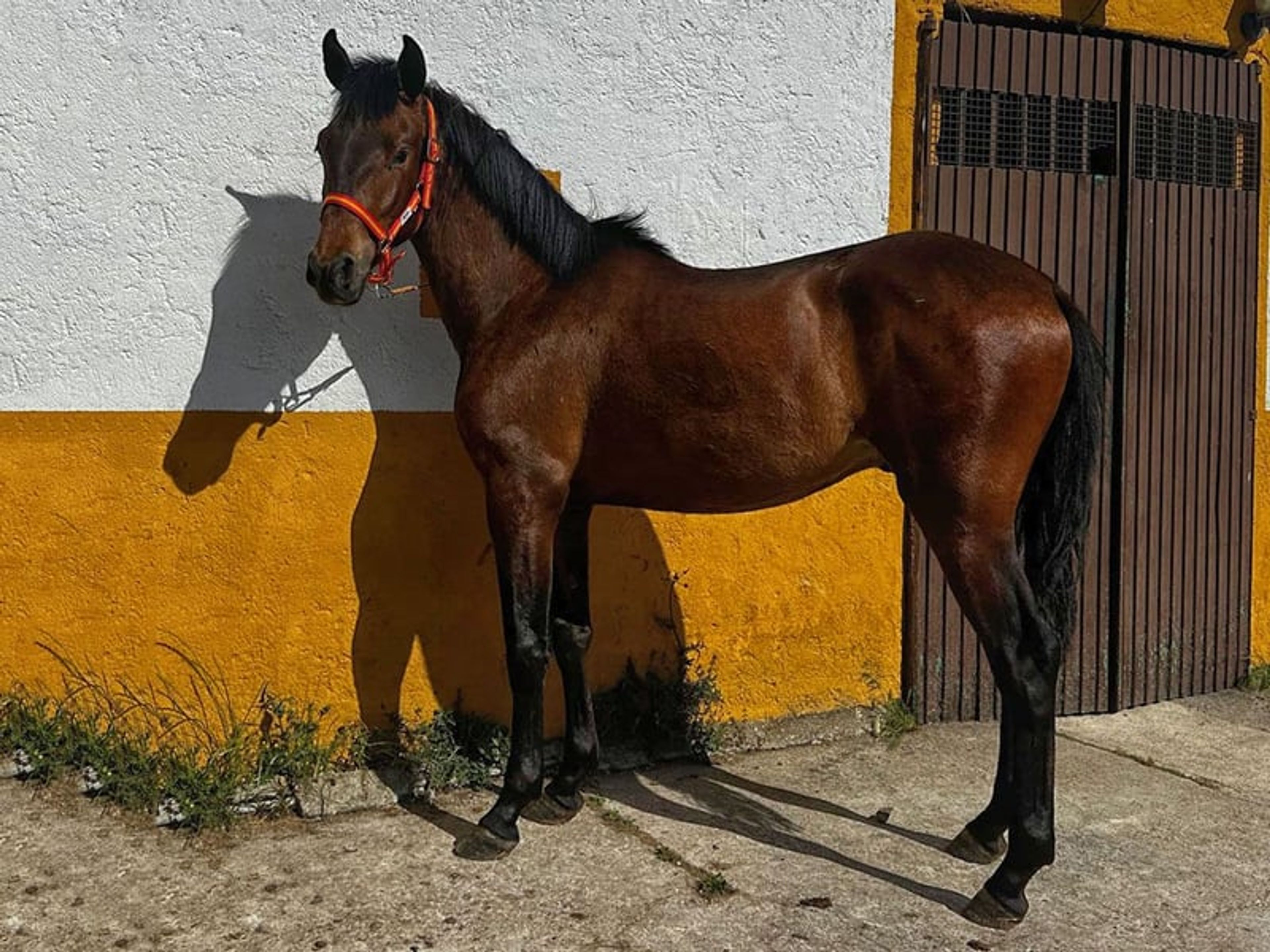 Dark bay PRE with excellent pedigree seeking his forever family