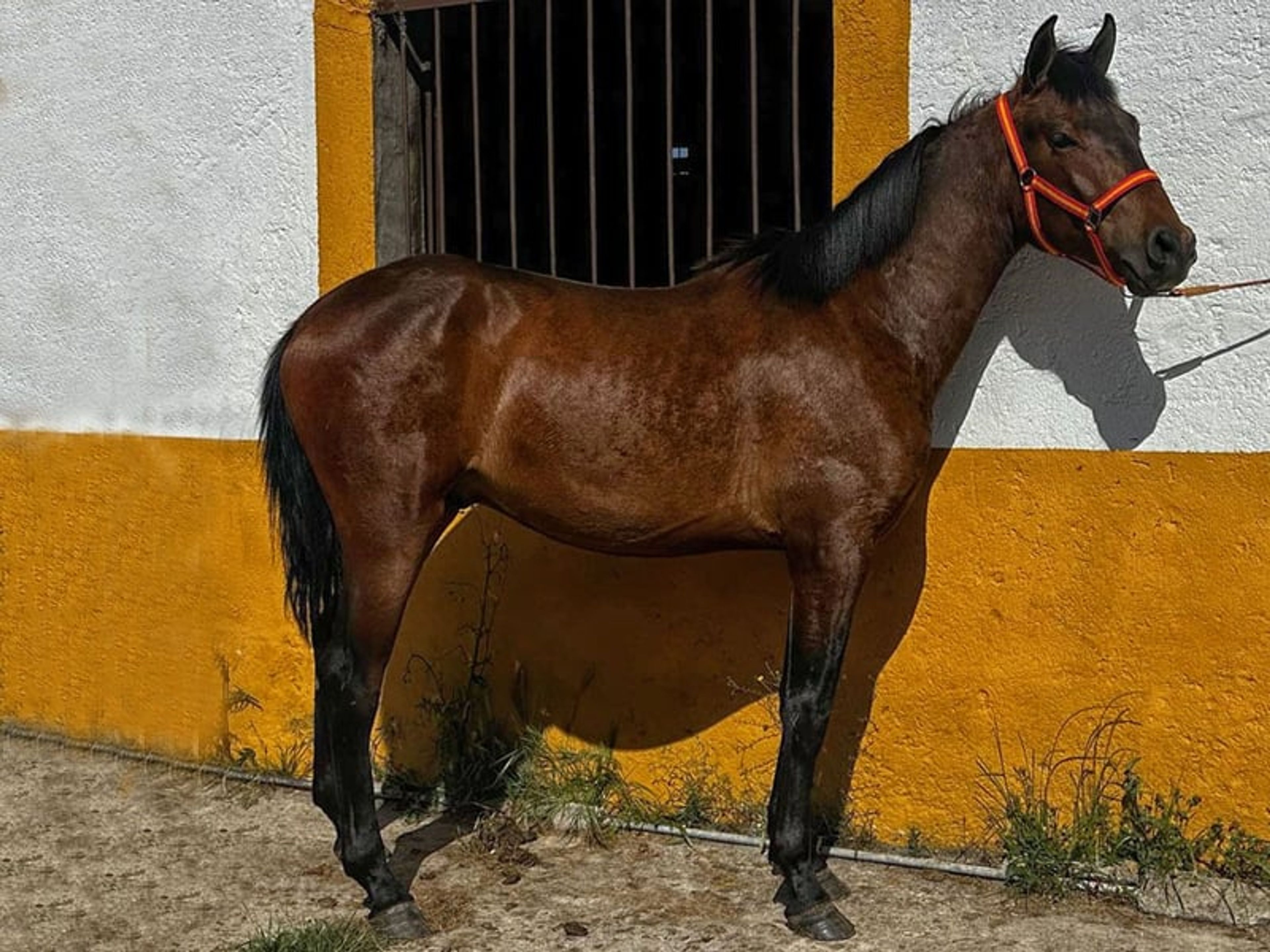 Dark bay PRE with excellent pedigree seeking his forever family - Image 2
