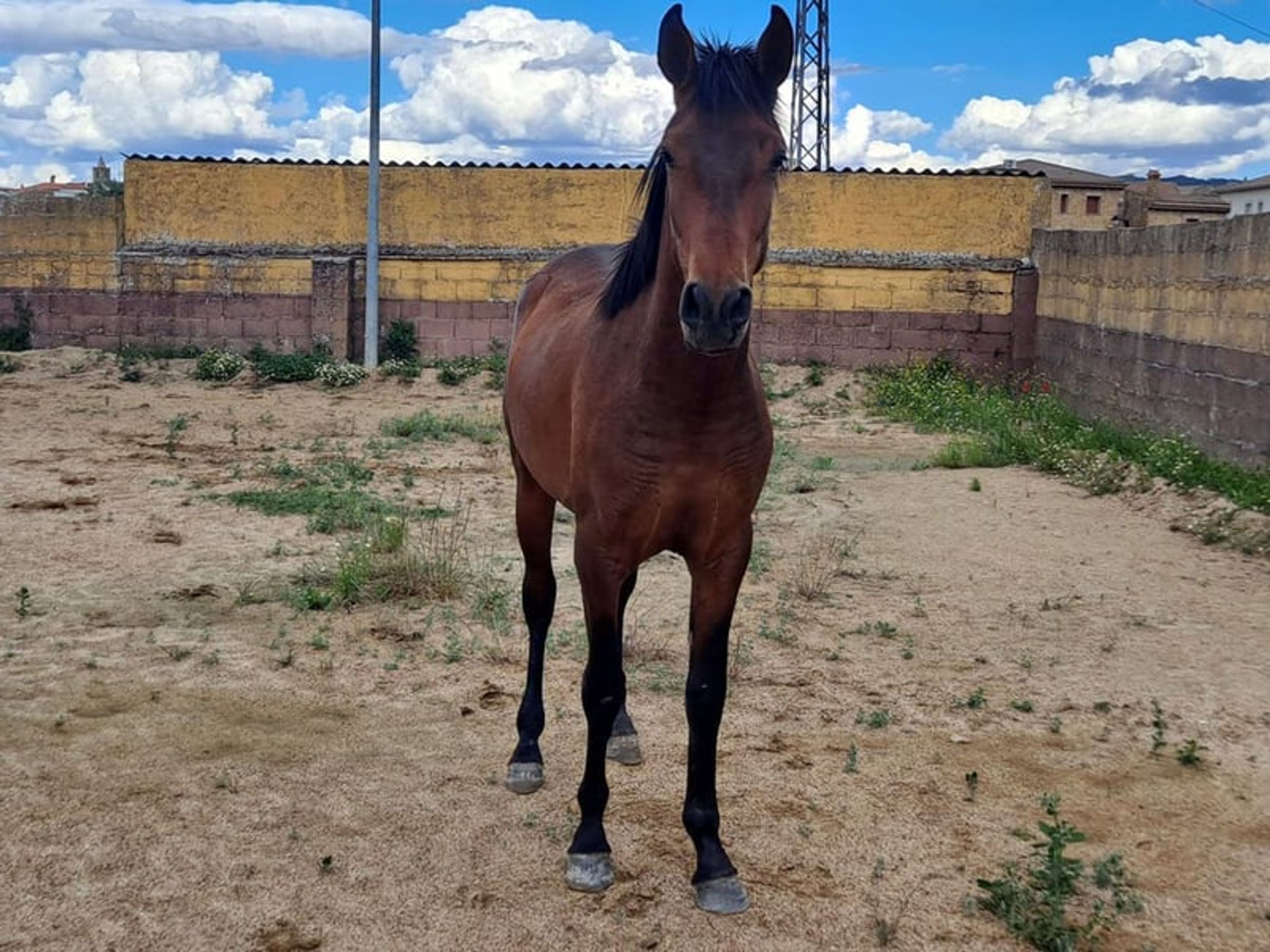 Dark bay PRE with excellent pedigree seeking his forever family - Image 3