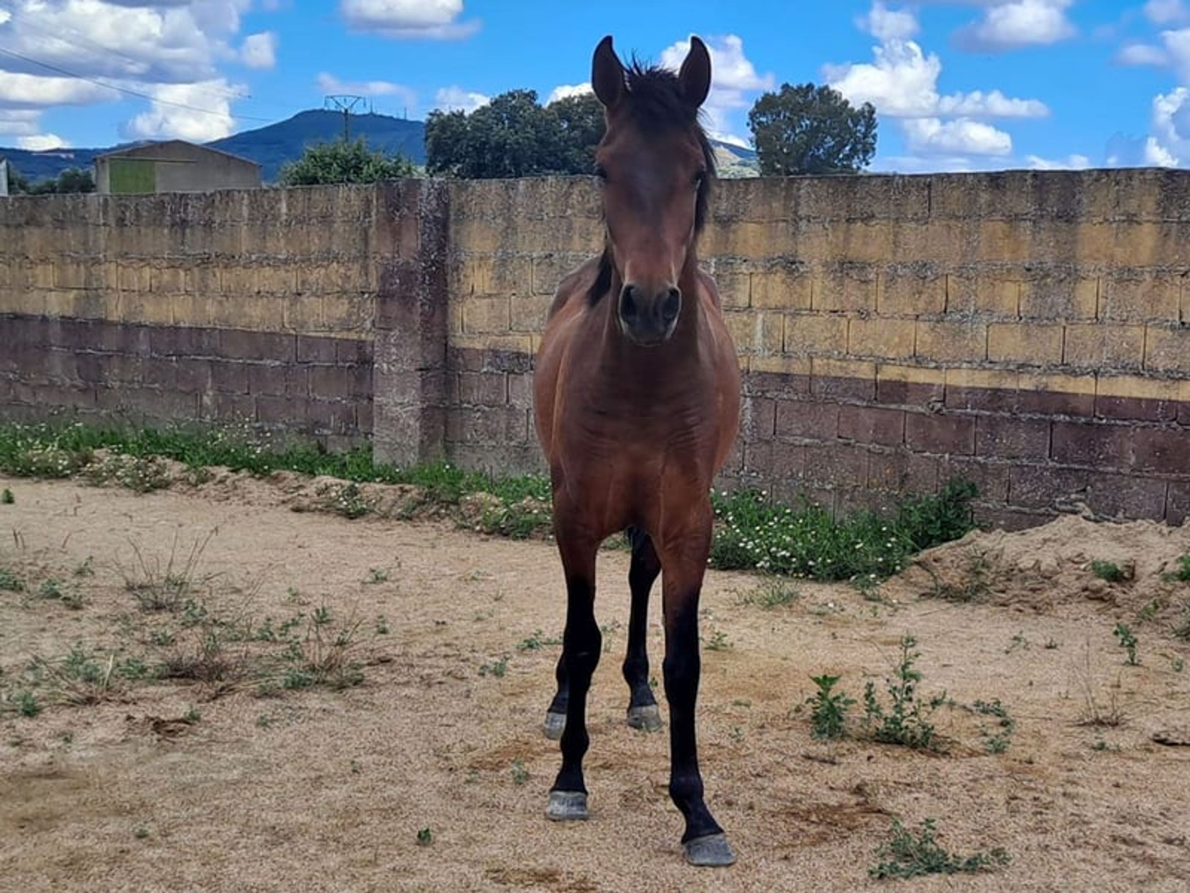 Dark bay PRE with excellent pedigree seeking his forever family - Image 4