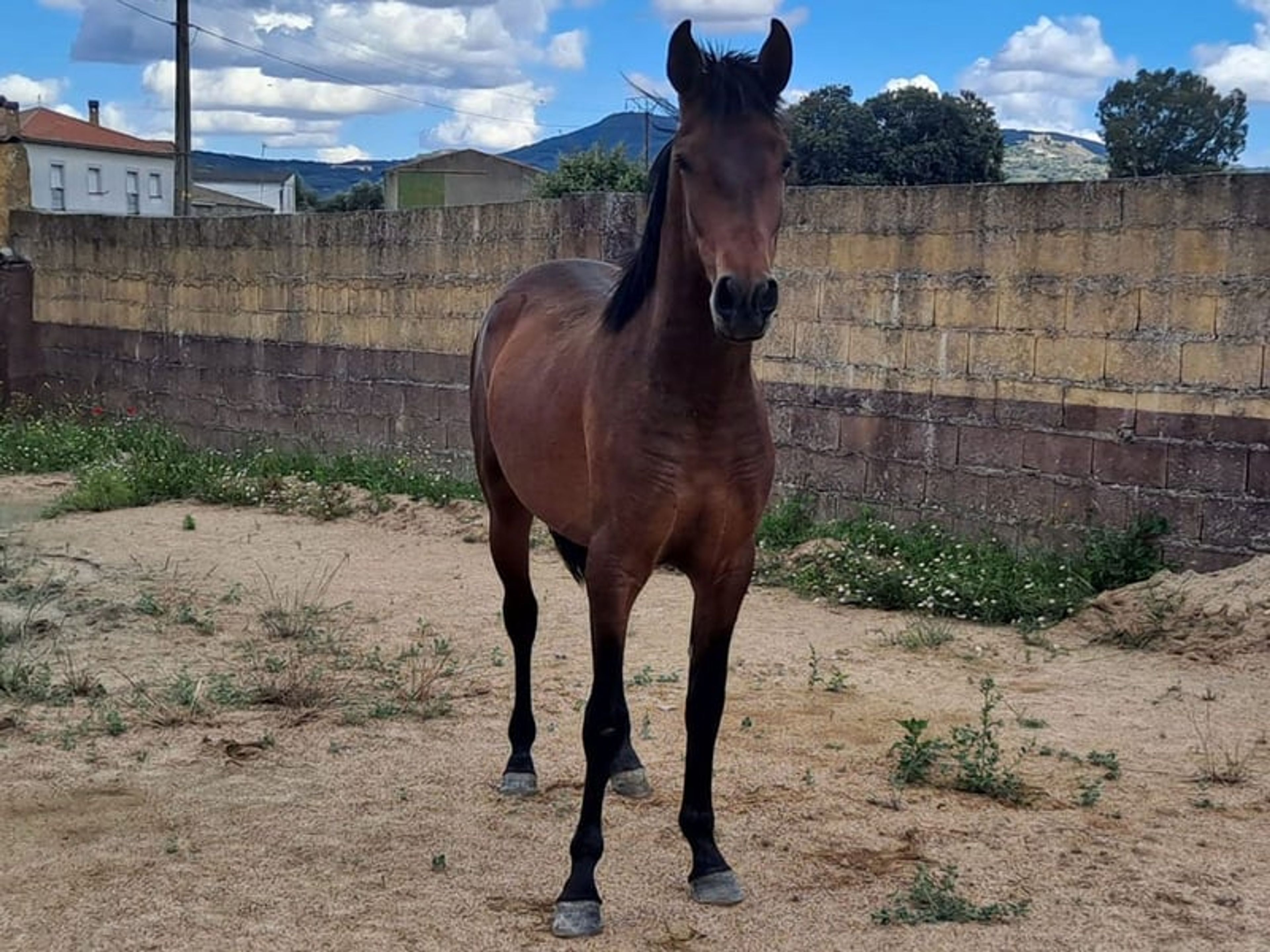 Dark bay PRE with excellent pedigree seeking his forever family - Image 5