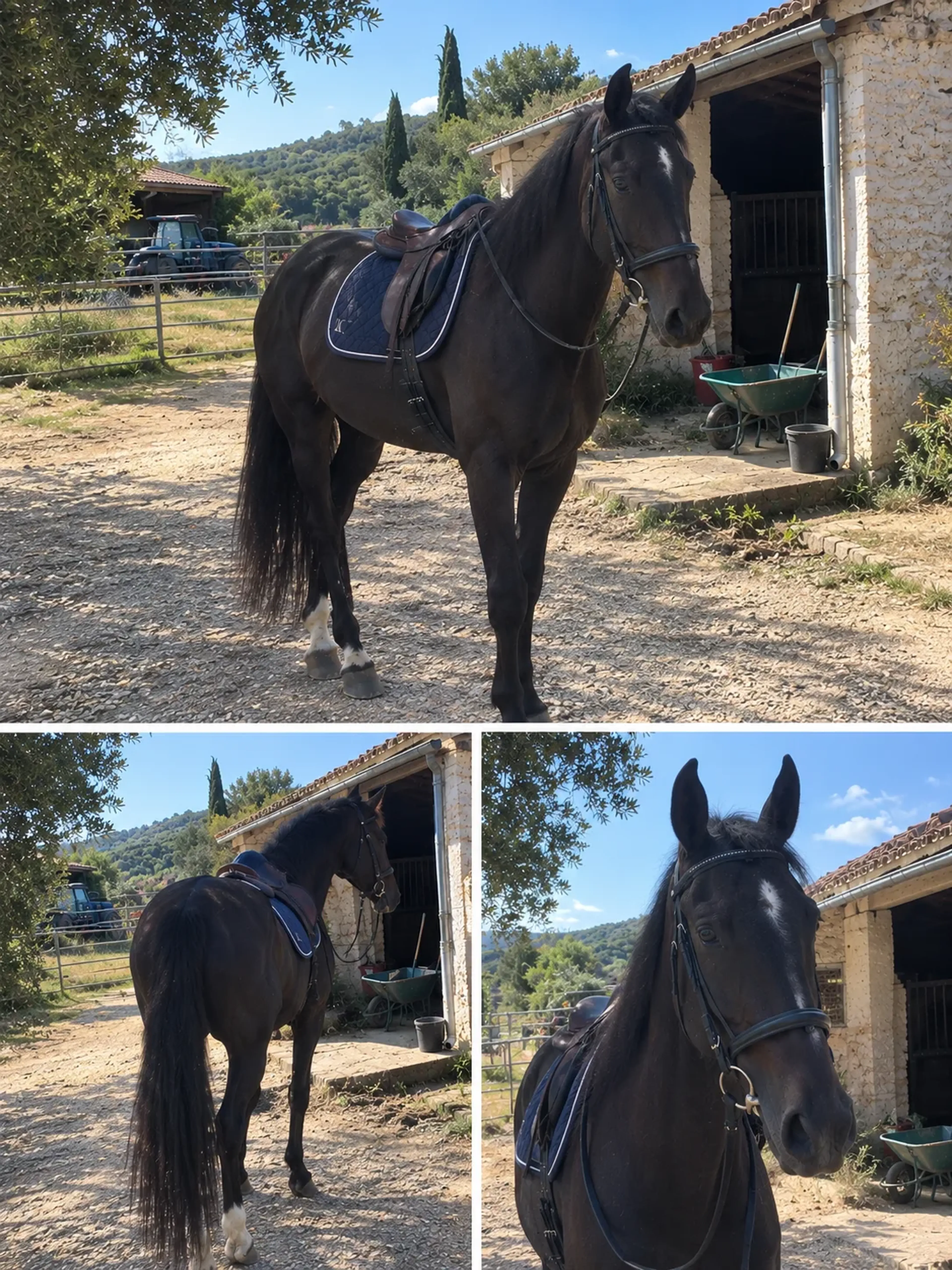 Perla