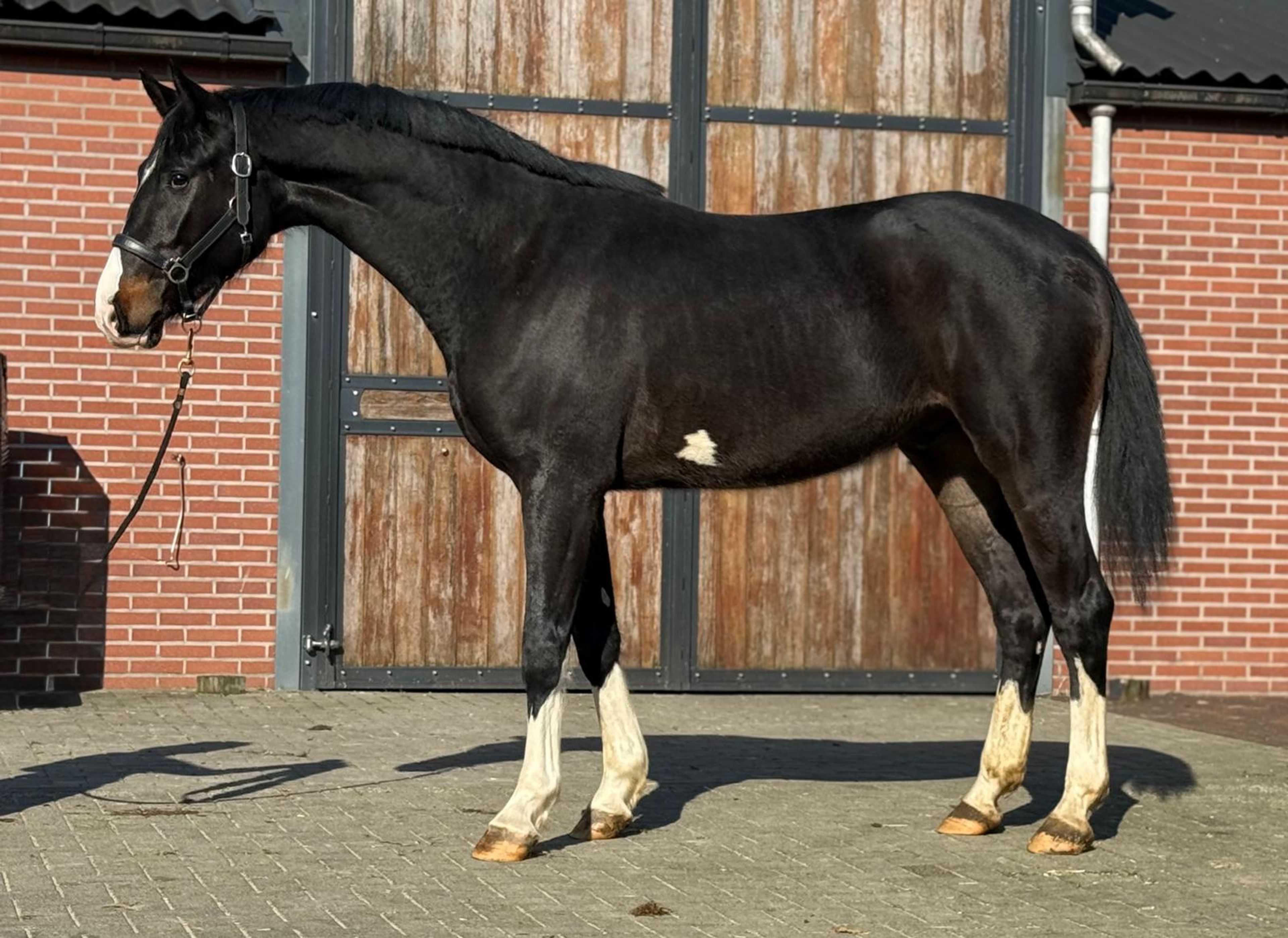 Diarthago PS (DIARON OLD x CONTHARGOS) - Image 1