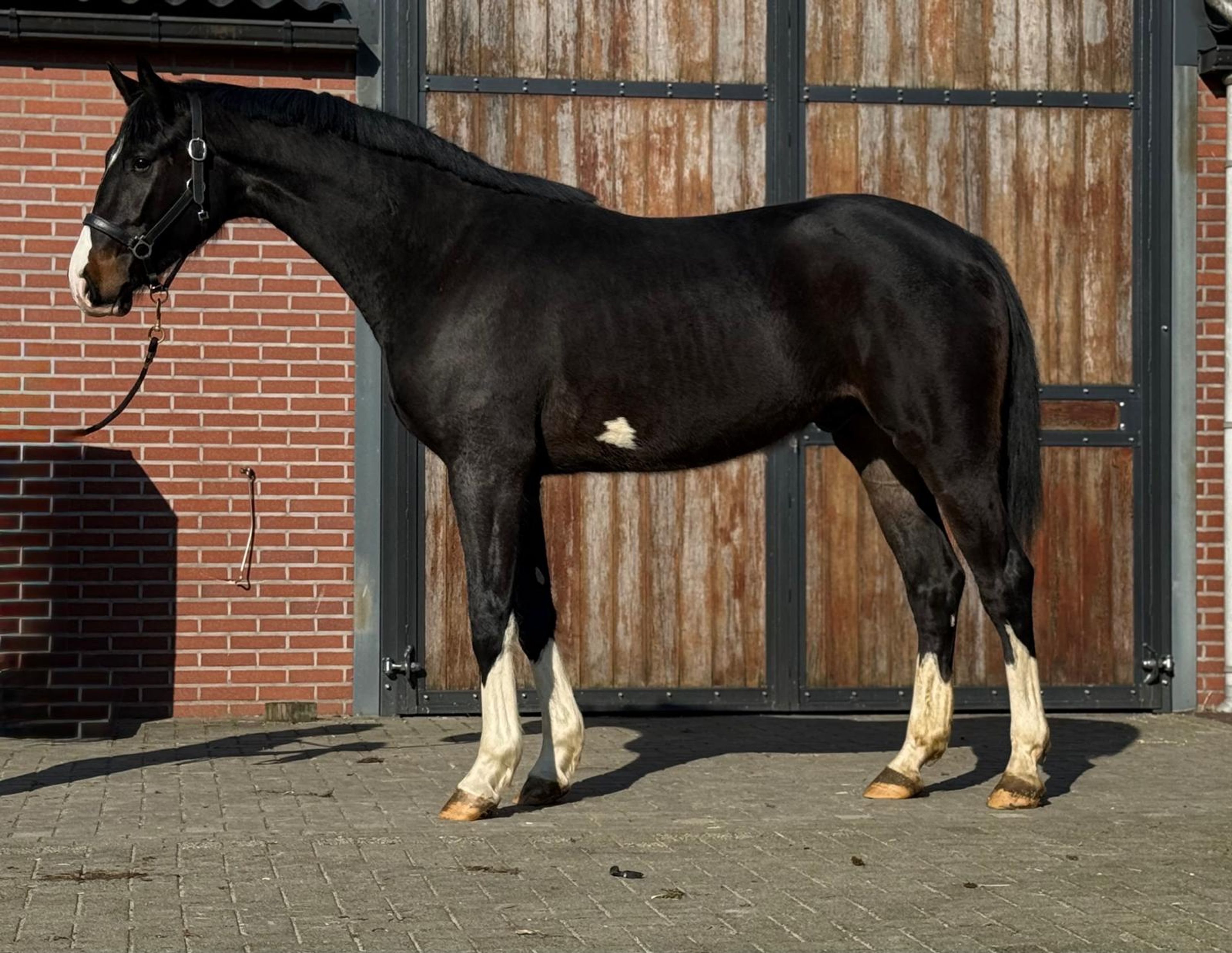 Diarthago PS (DIARON OLD x CONTHARGOS) - Image 2