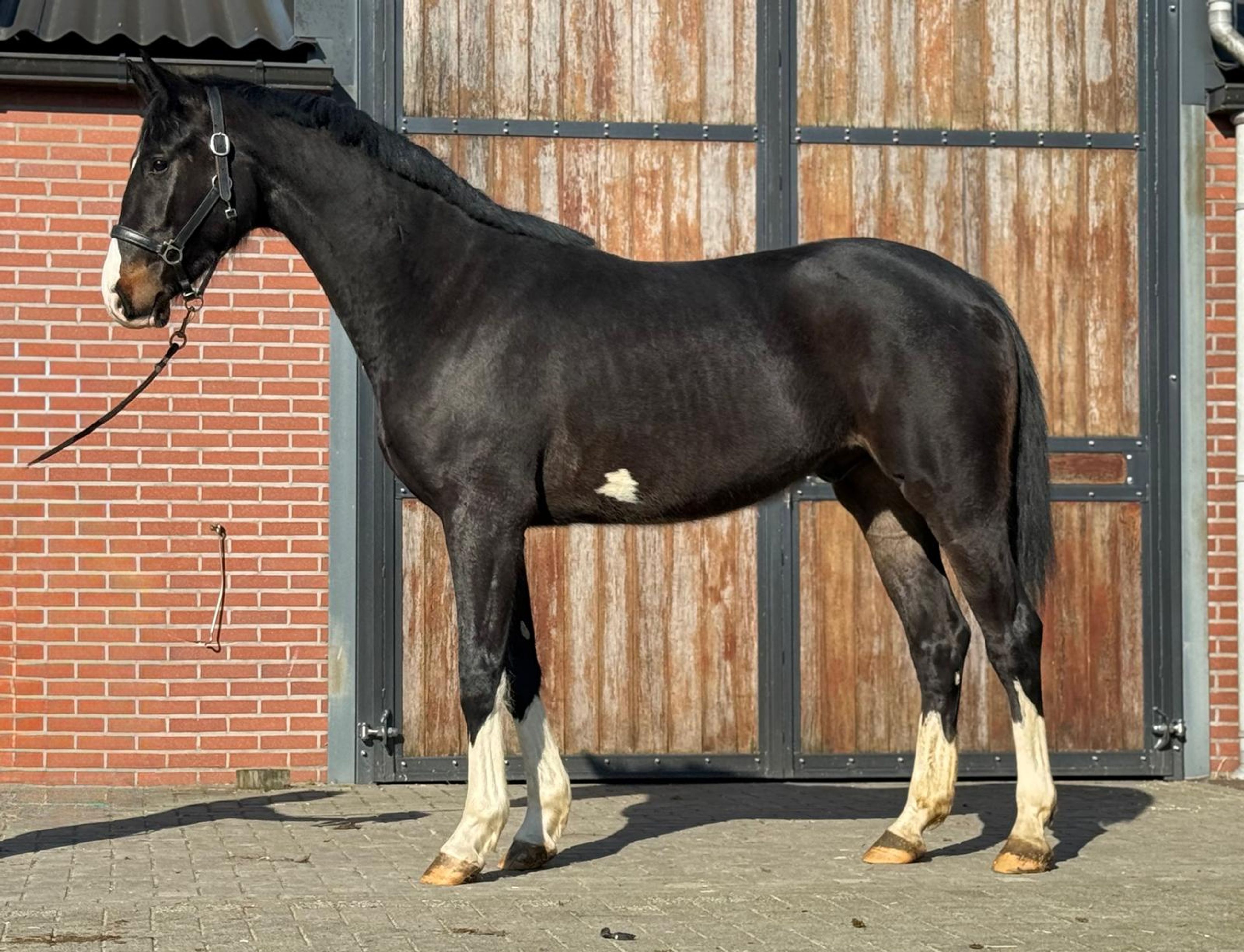 Diarthago PS (DIARON OLD x CONTHARGOS) - Image 3