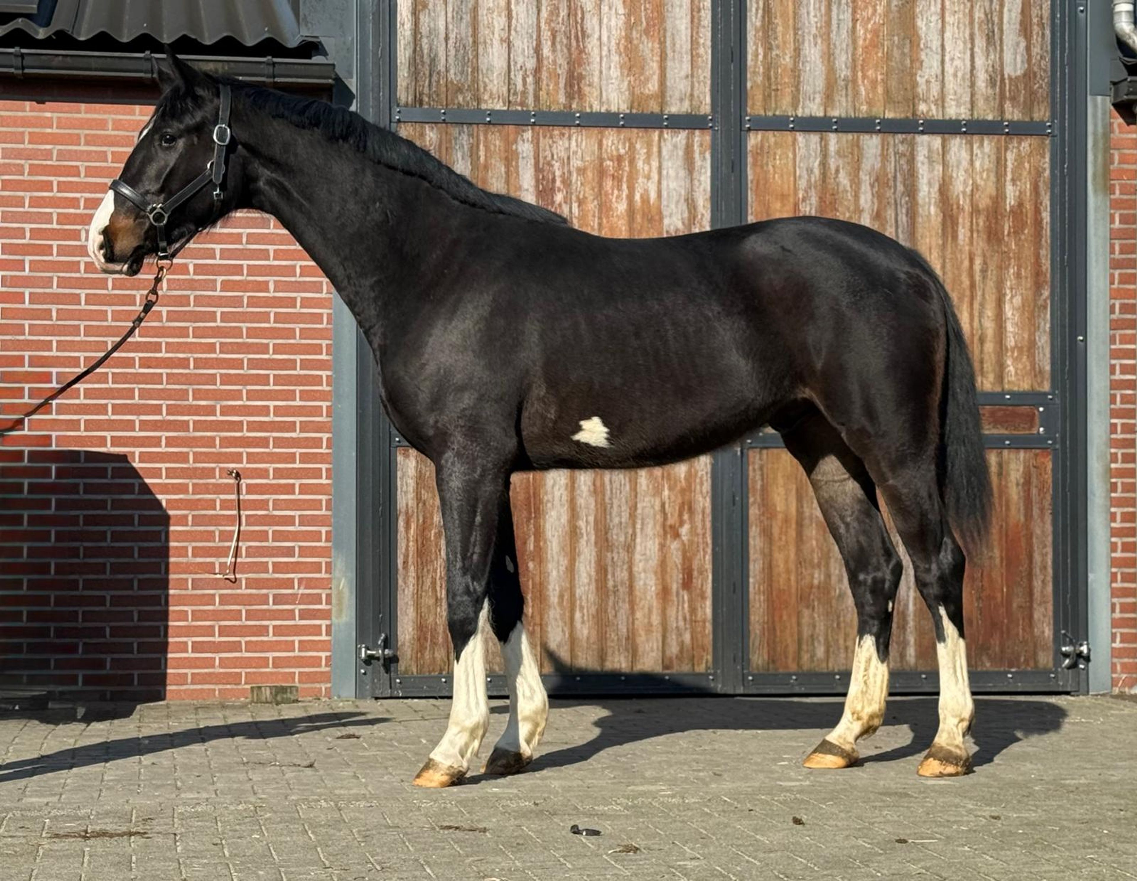 Diarthago PS (DIARON OLD x CONTHARGOS) - Image 4