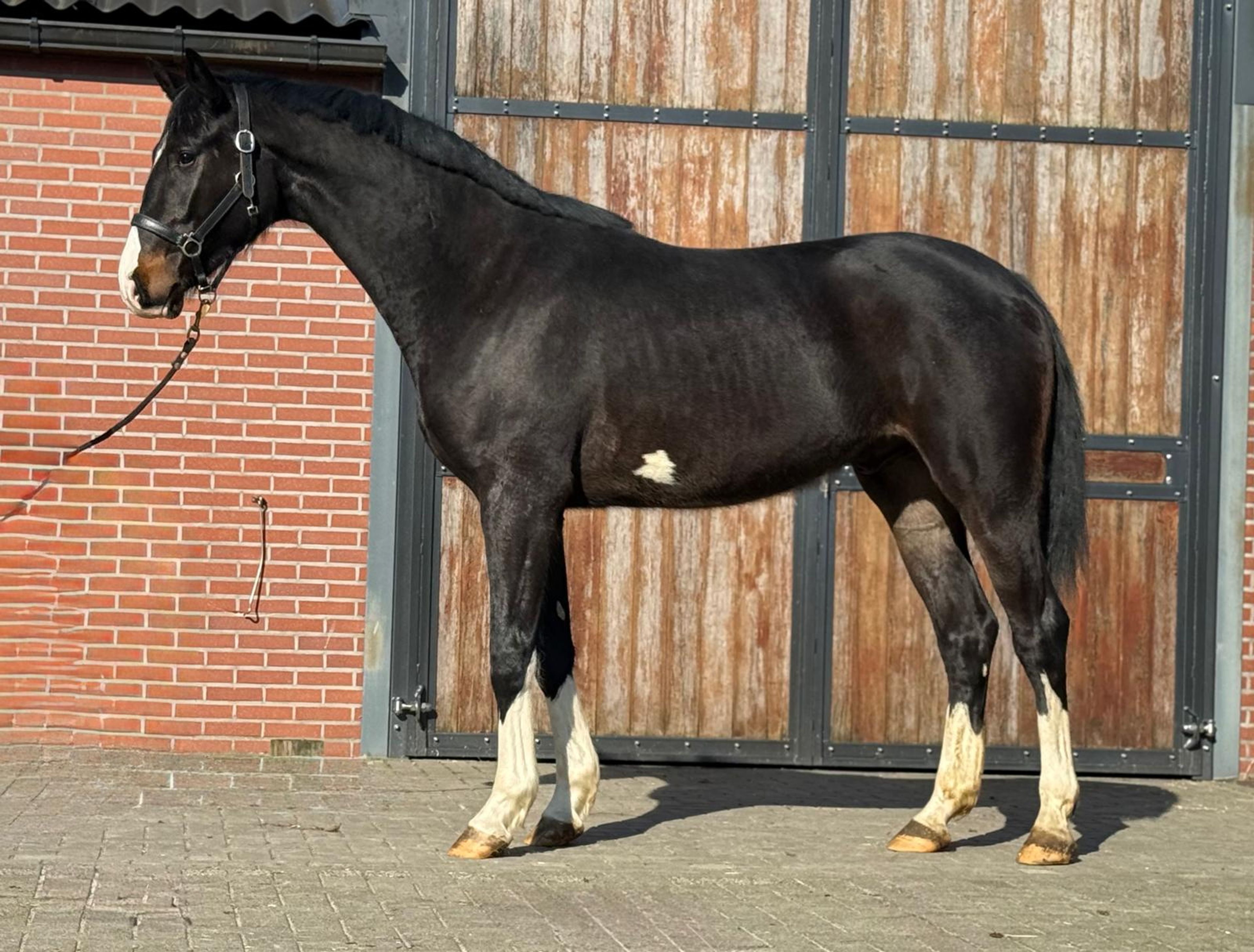 Diarthago PS (DIARON OLD x CONTHARGOS) - Image 5