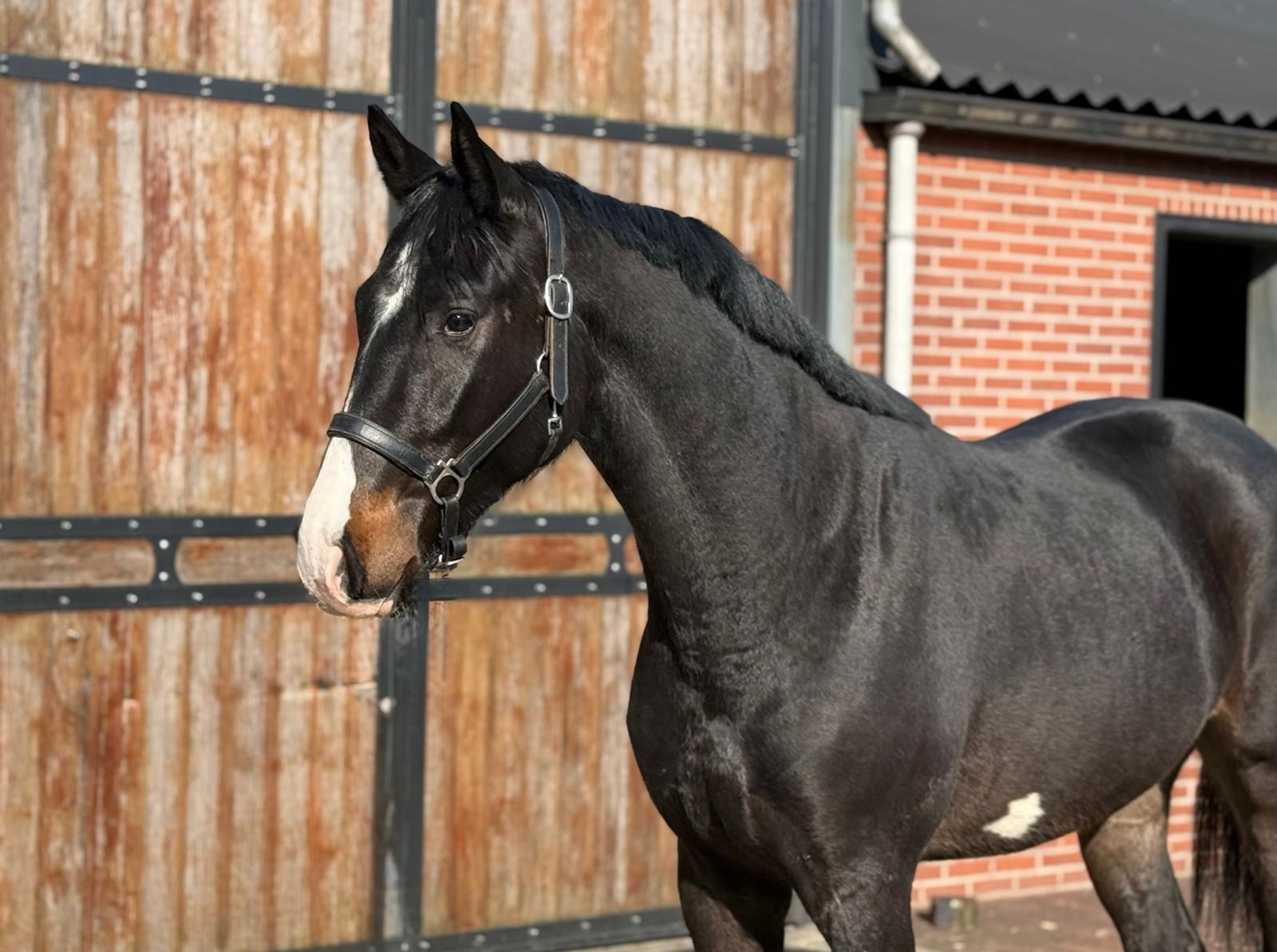 Diarthago PS (DIARON OLD x CONTHARGOS) - Image 6