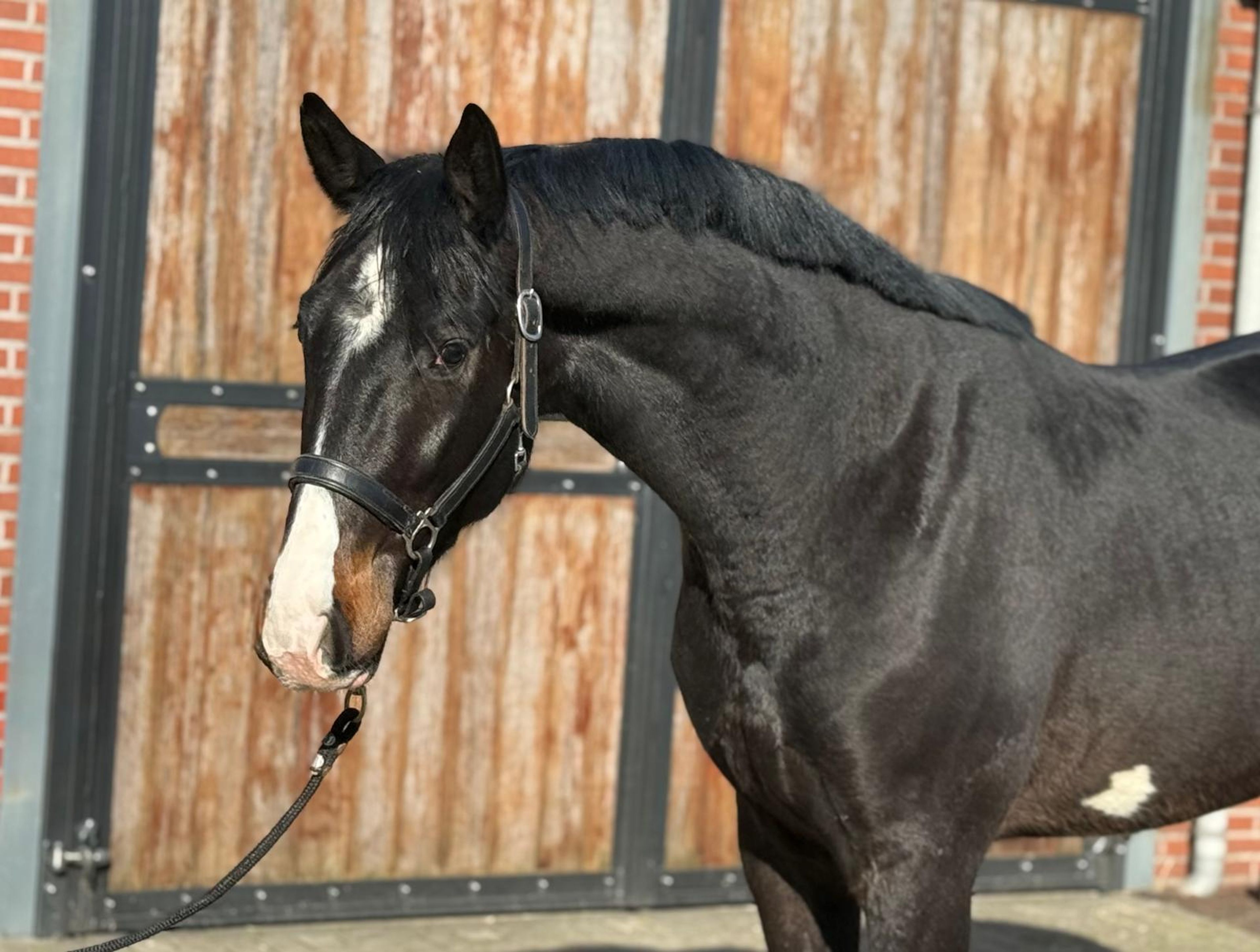 Diarthago PS (DIARON OLD x CONTHARGOS) - Image 7