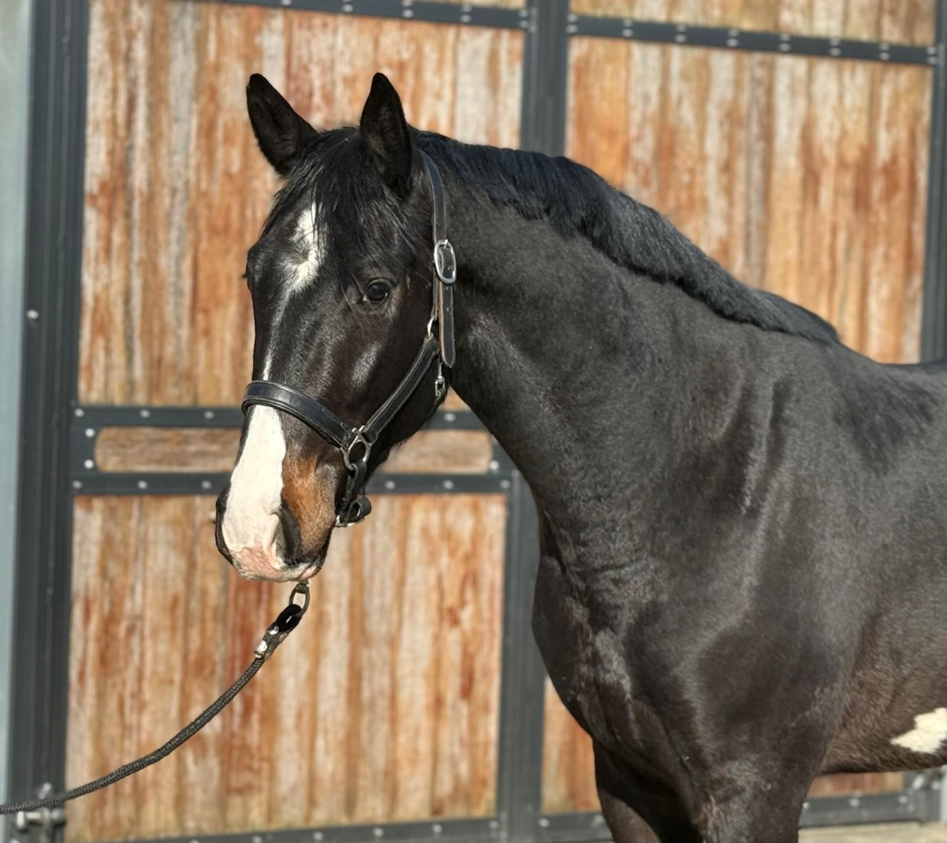 Diarthago PS (DIARON OLD x CONTHARGOS) - Image 8