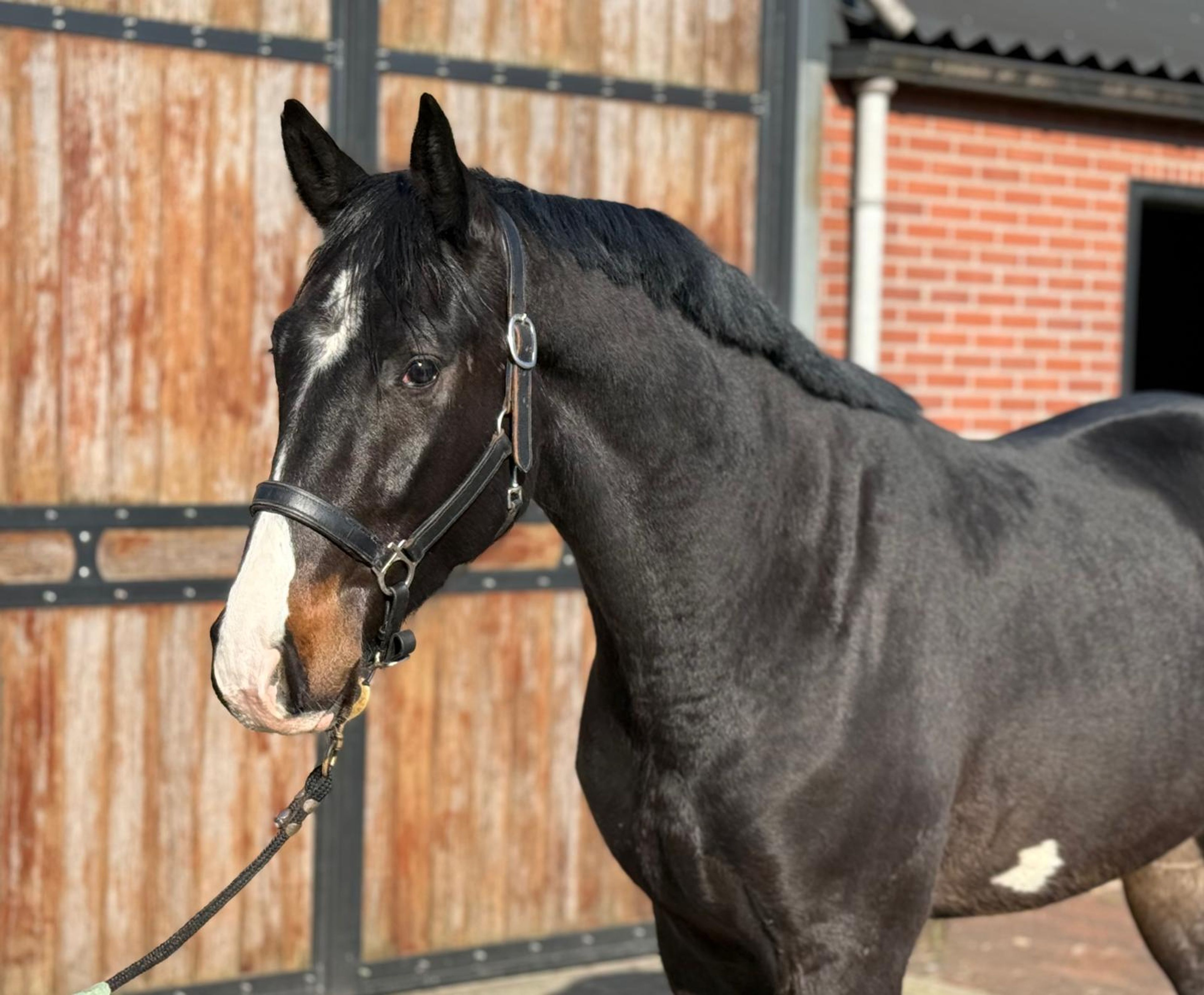 Diarthago PS (DIARON OLD x CONTHARGOS) - Image 9