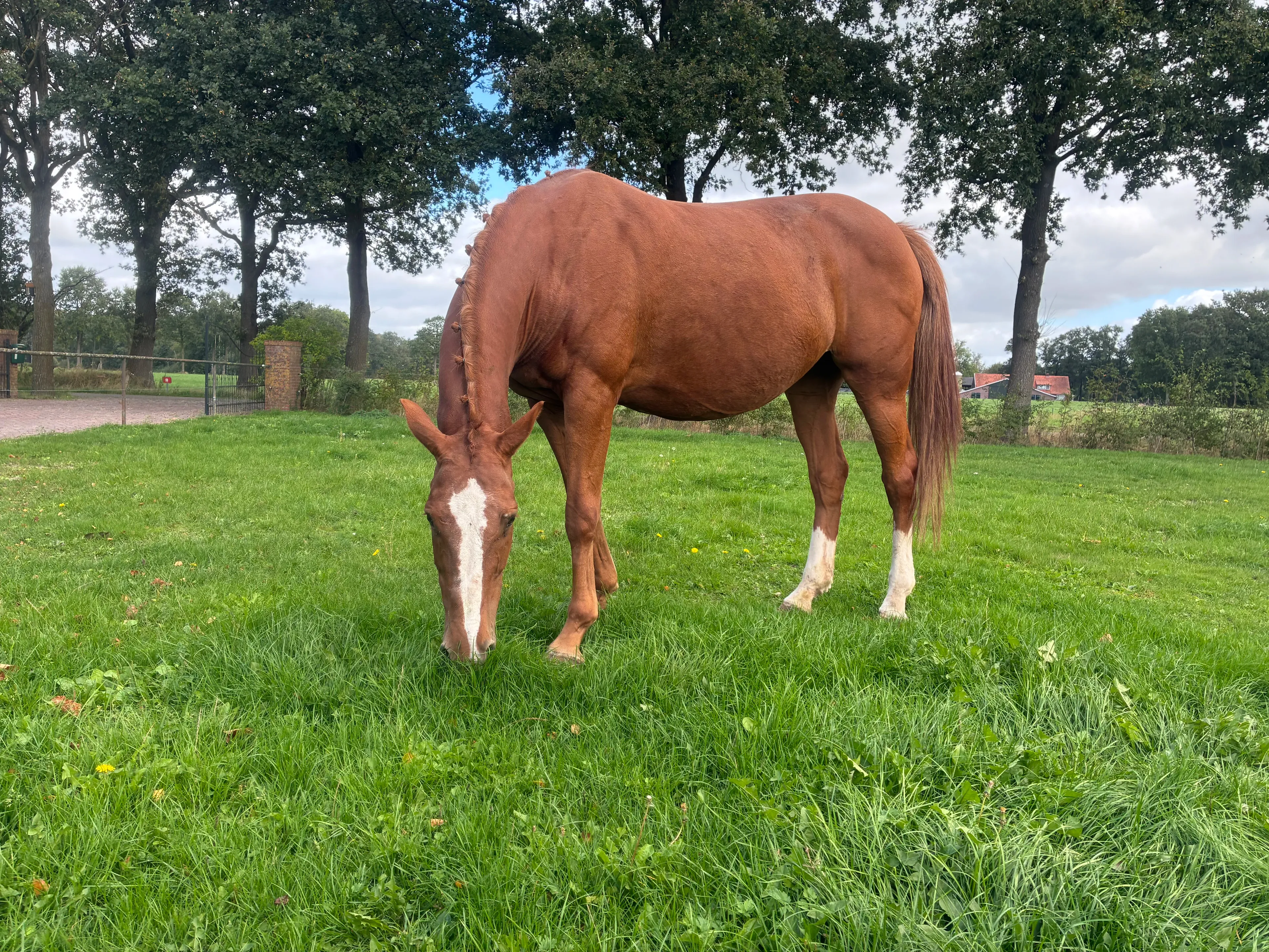 Jerona (HARLEY VDL x TANGELO VD ZUUTHOEVE) - Image 1