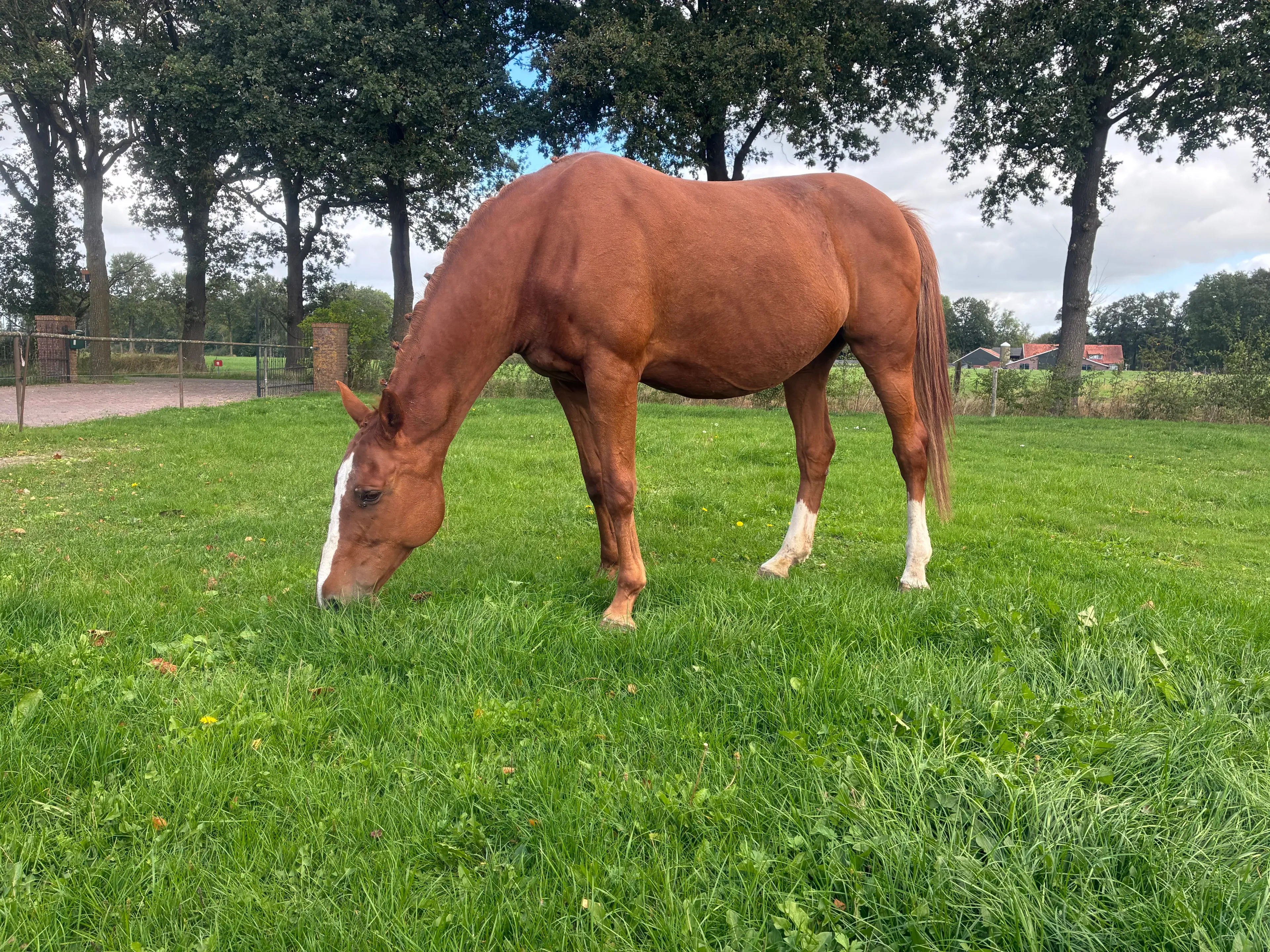 Jerona (HARLEY VDL x TANGELO VD ZUUTHOEVE) - Image 2