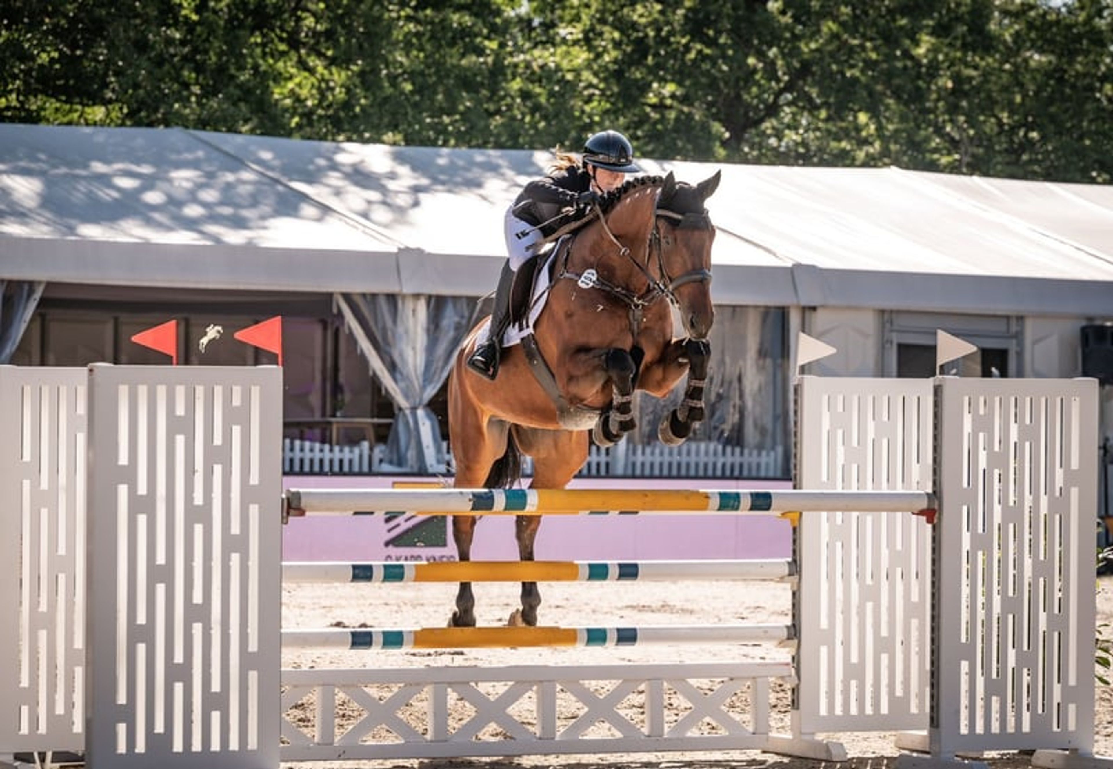 Top reliable horse for children and young riders