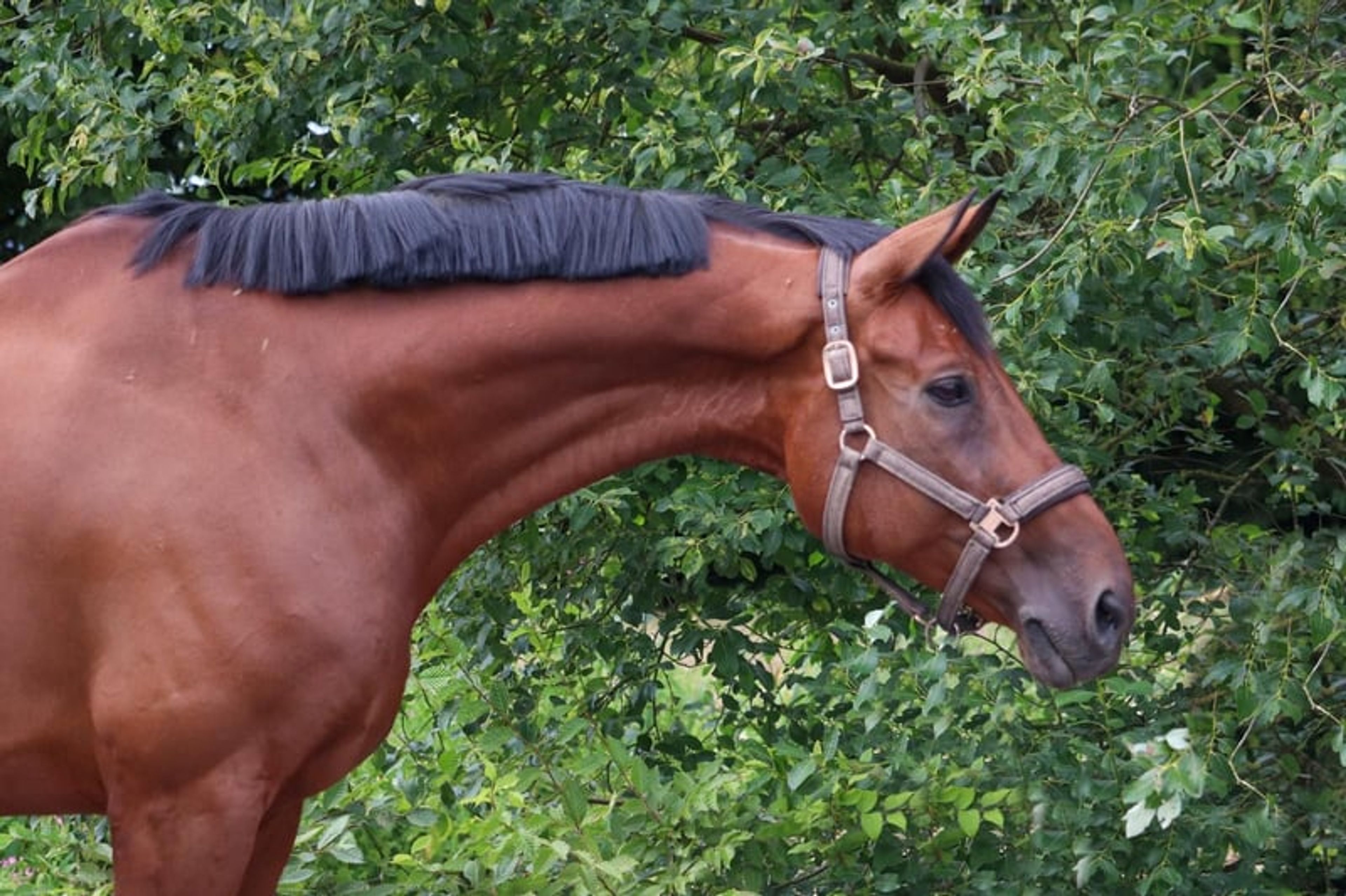 Top reliable horse for children and young riders - Image 2