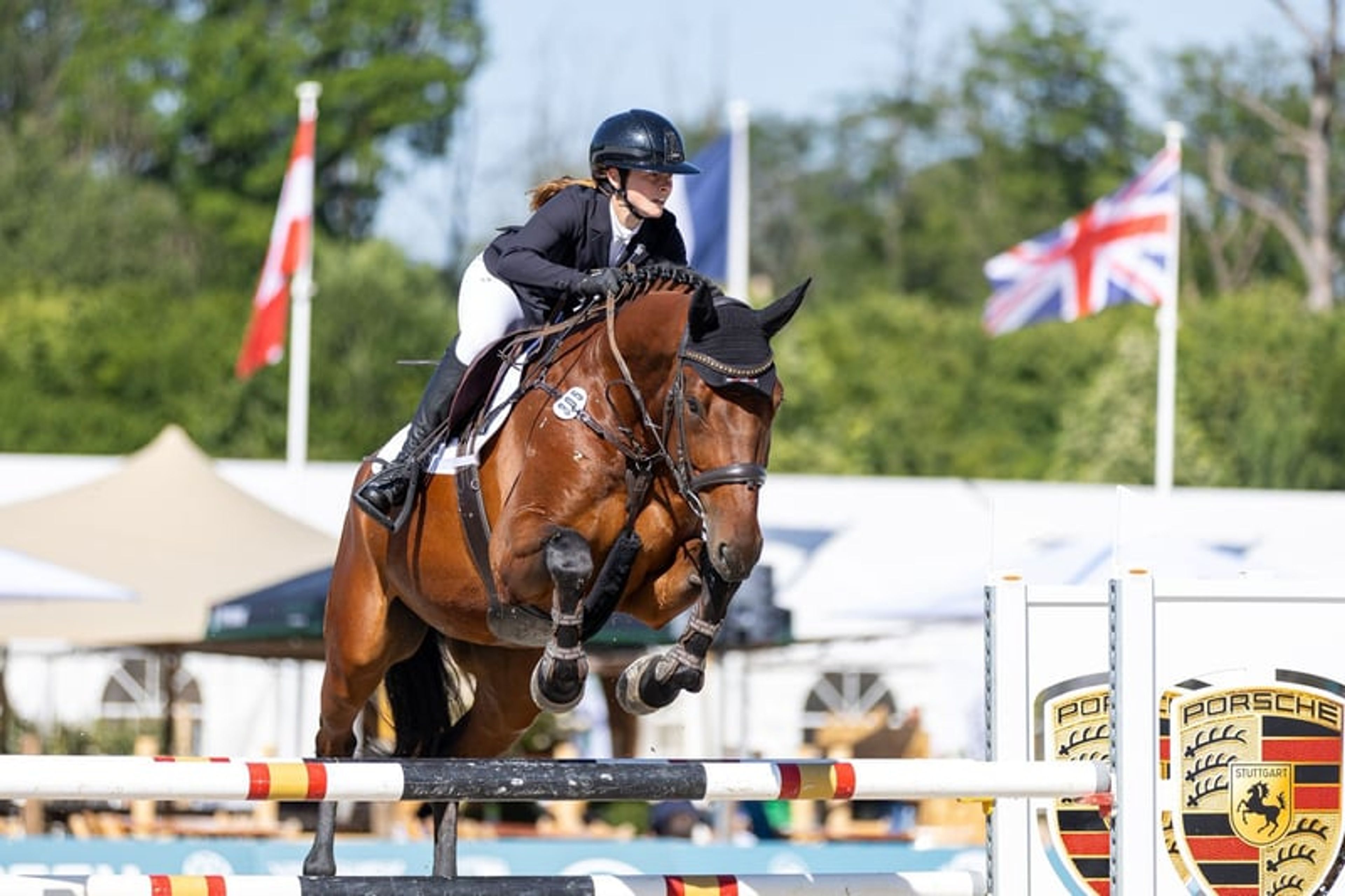 Top reliable horse for children and young riders - Image 3