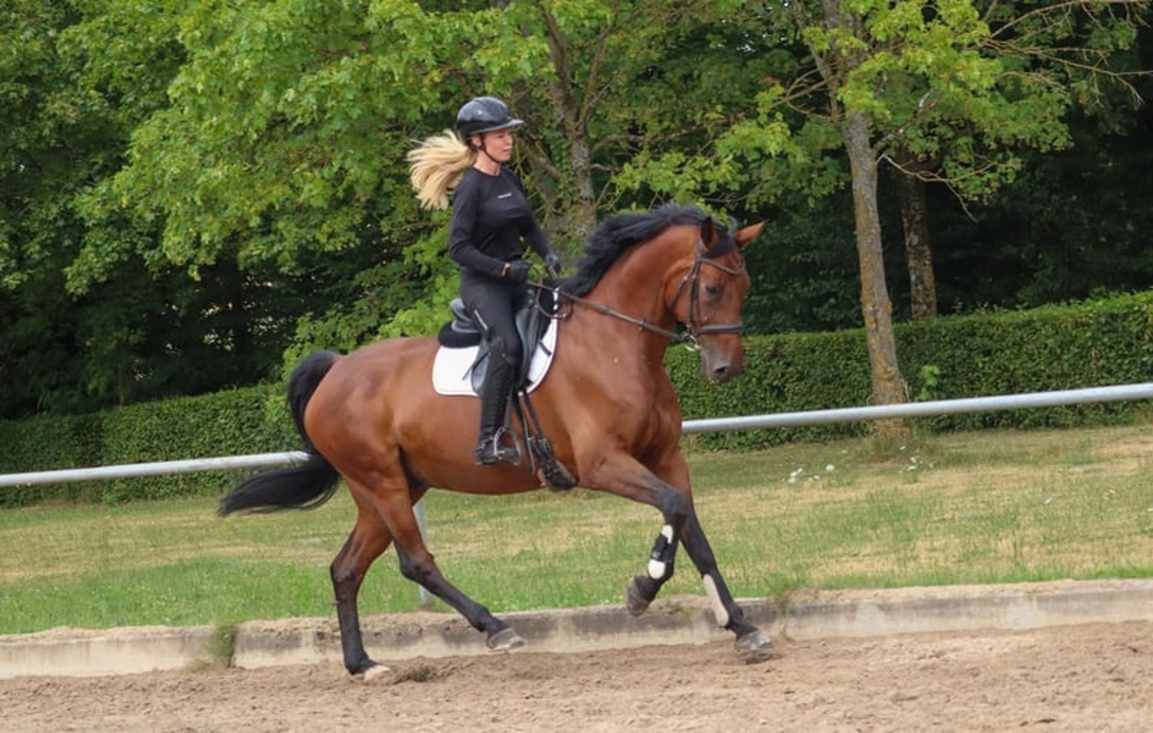 Top reliable horse for children and young riders - Image 4