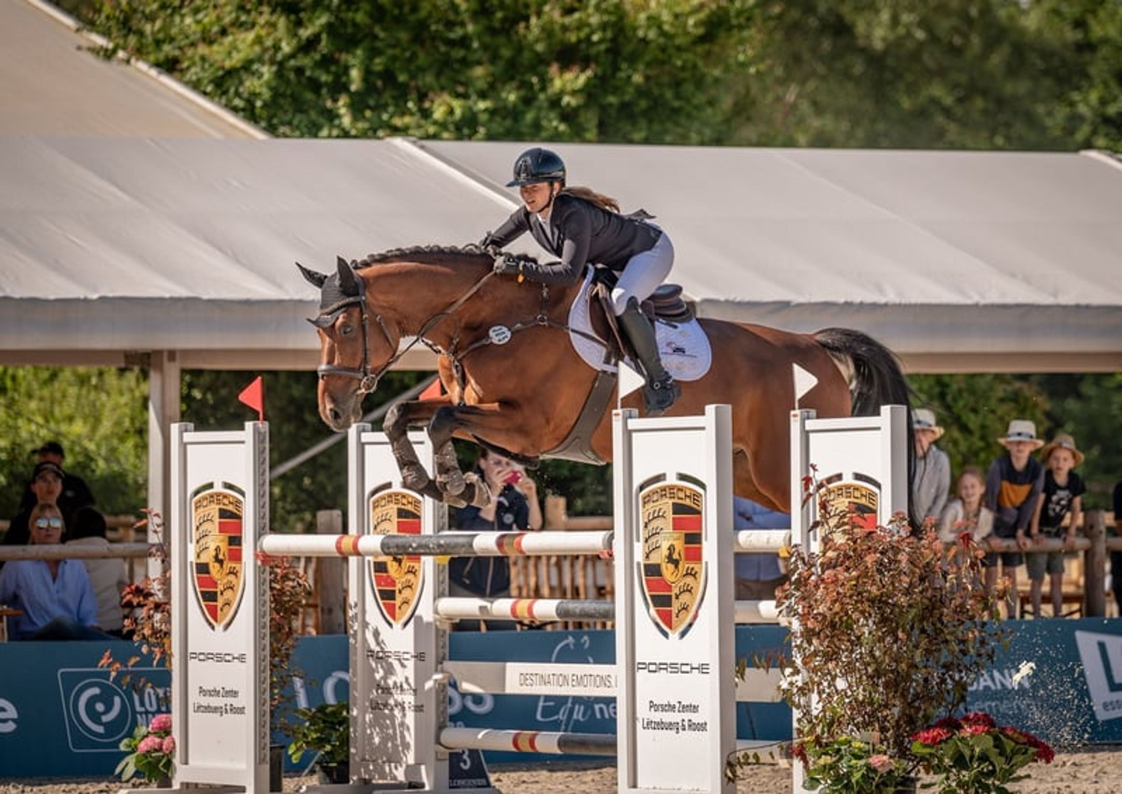 Top reliable horse for children and young riders - Image 5