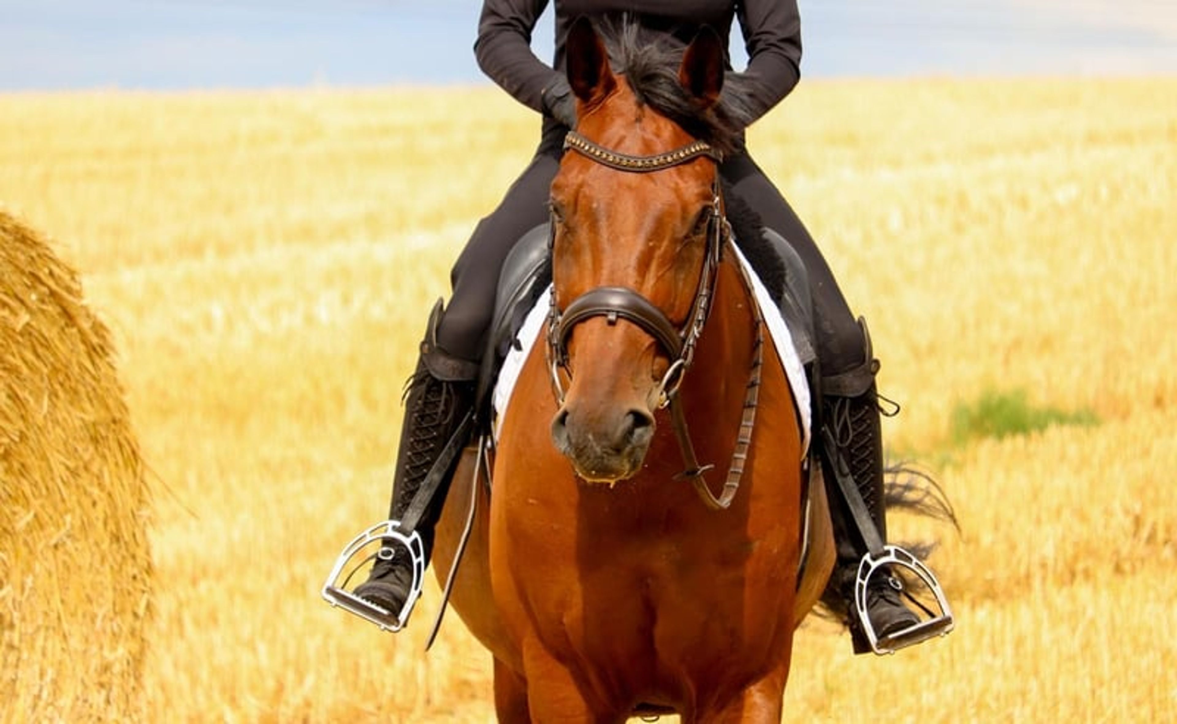 Top reliable horse for children and young riders - Image 6
