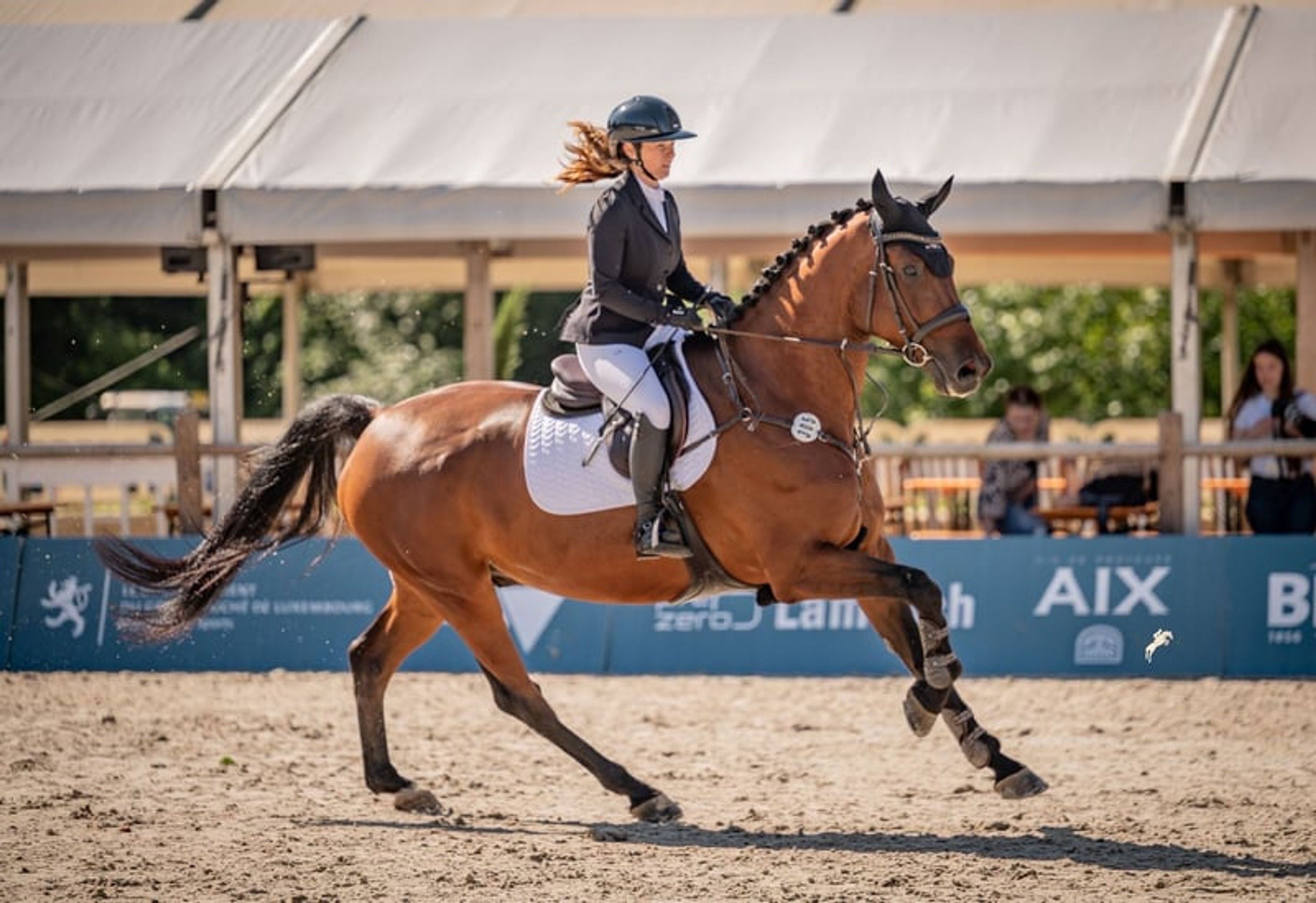 Top reliable horse for children and young riders - Image 7