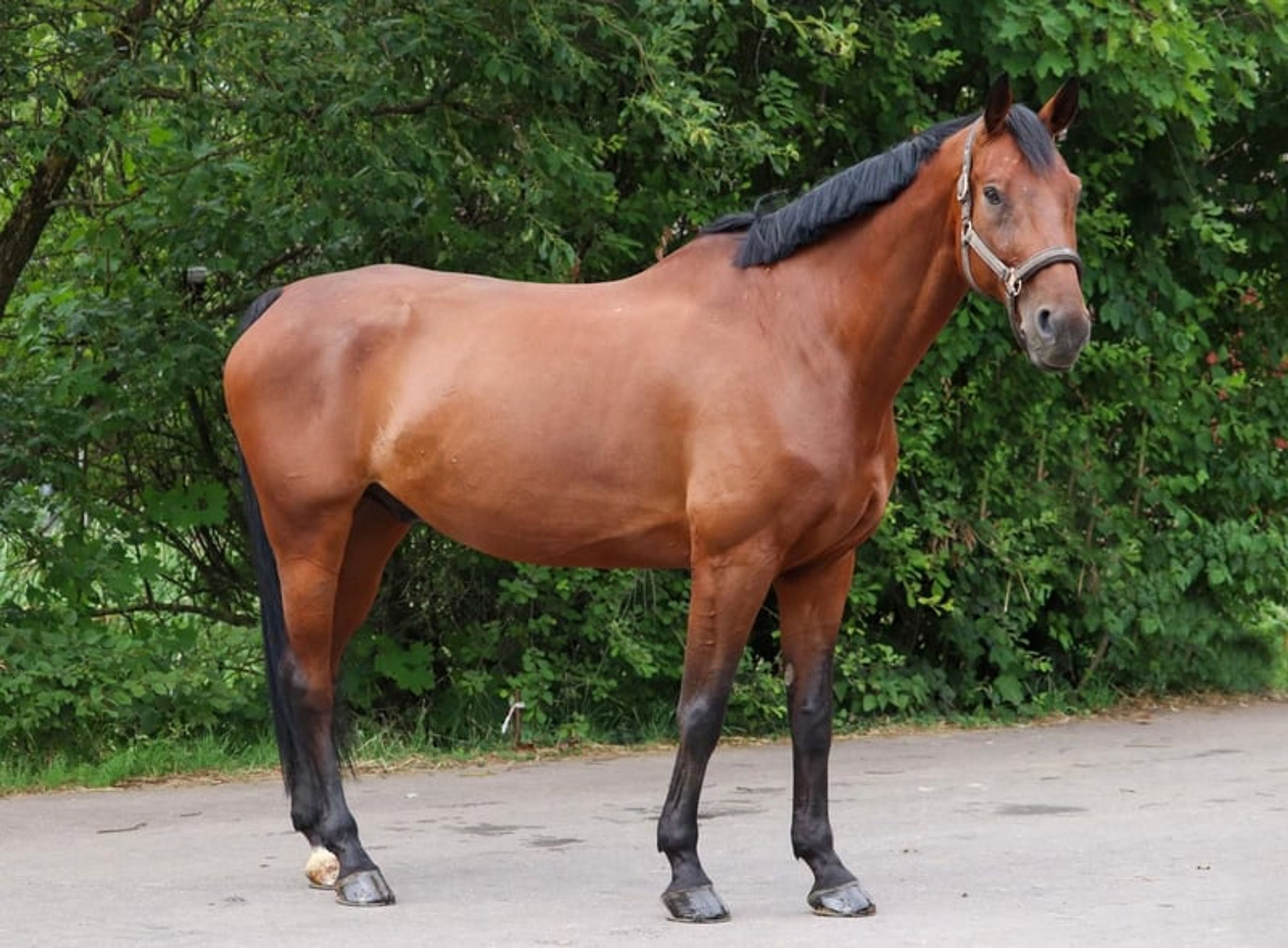 Top reliable horse for children and young riders - Image 8