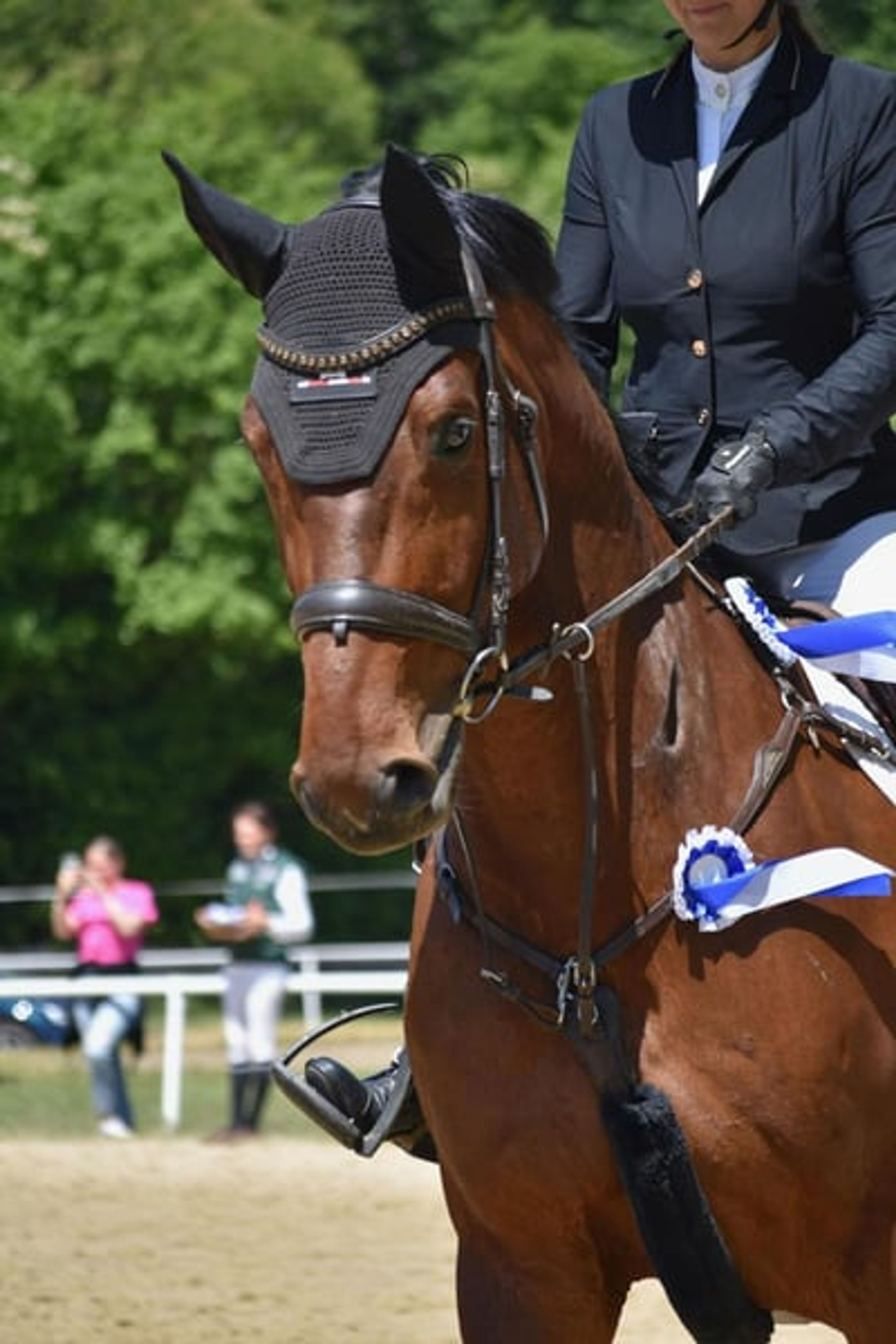 Top reliable horse for children and young riders - Image 9