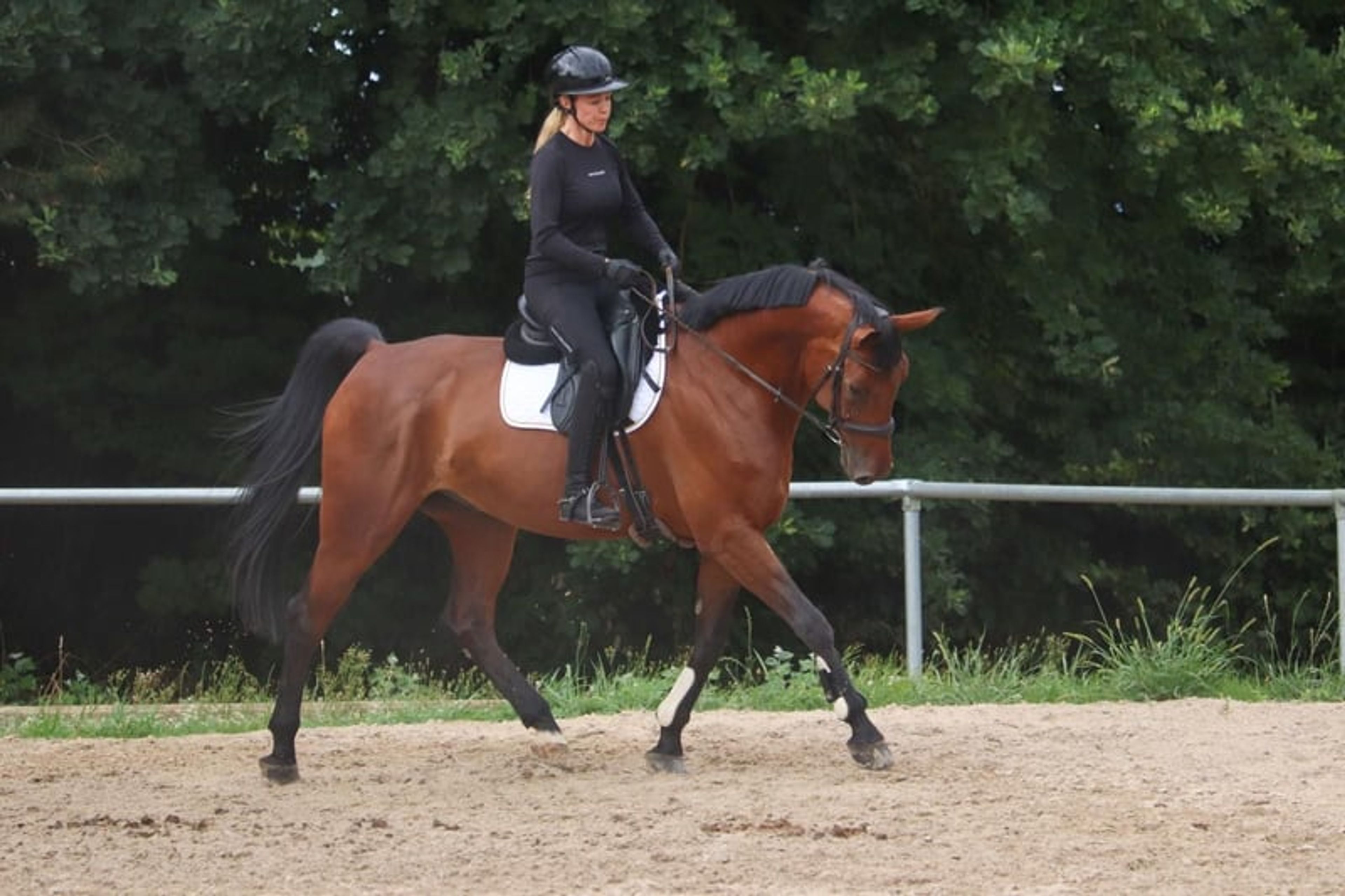 Top reliable horse for children and young riders - Image 10