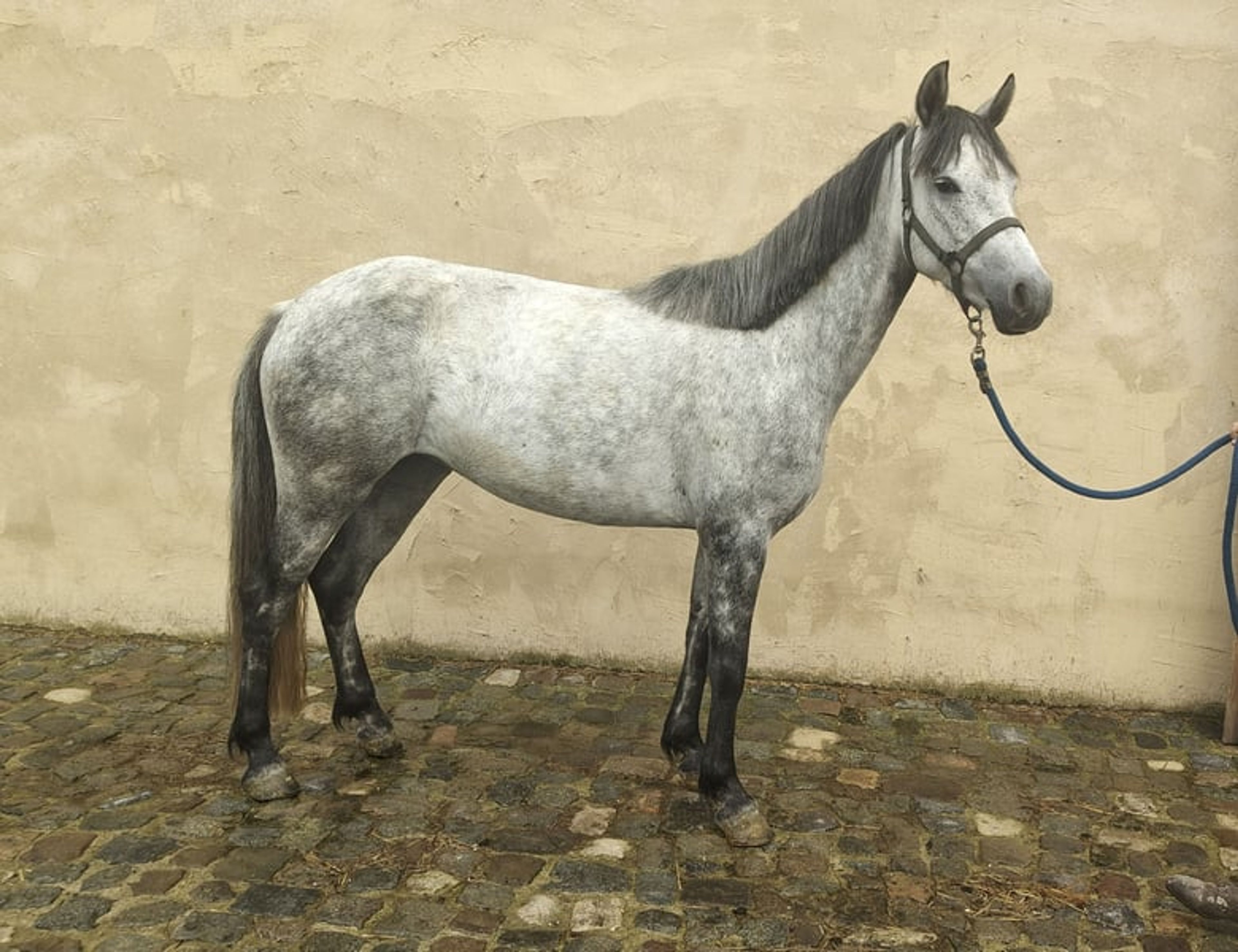 Highly promising D pony Connemara