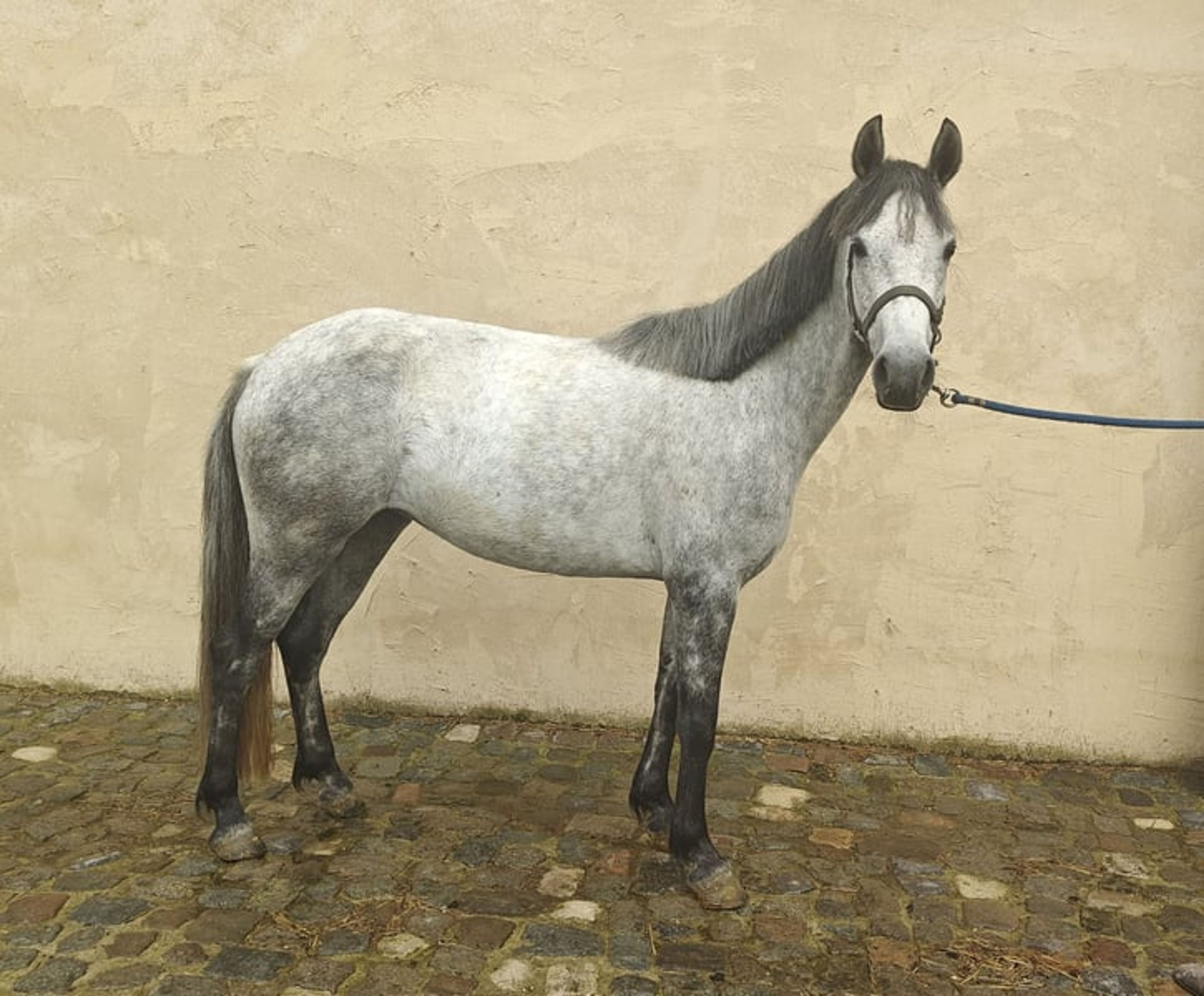 Highly promising D pony Connemara - Image 2