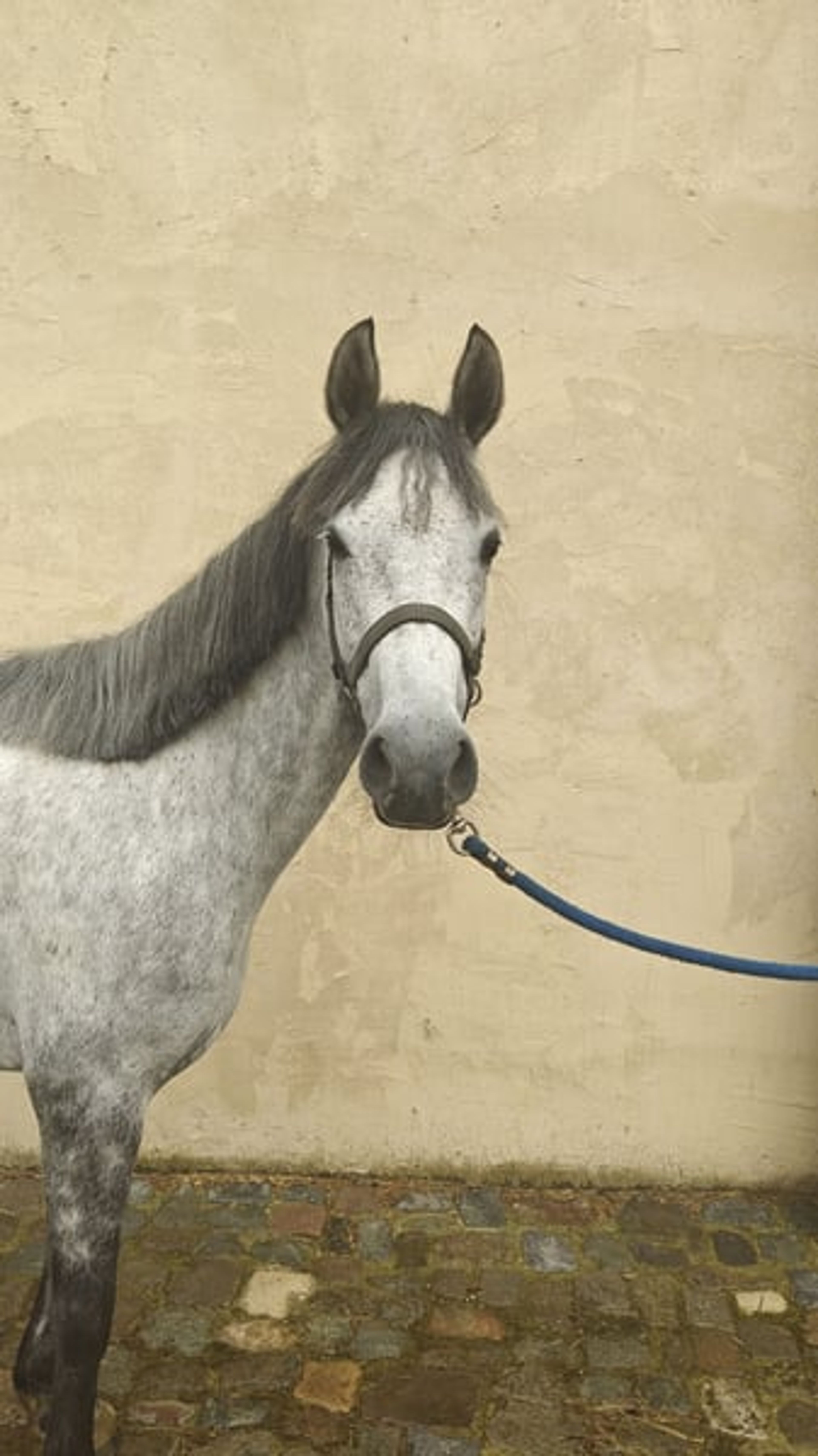 Highly promising D pony Connemara - Image 4