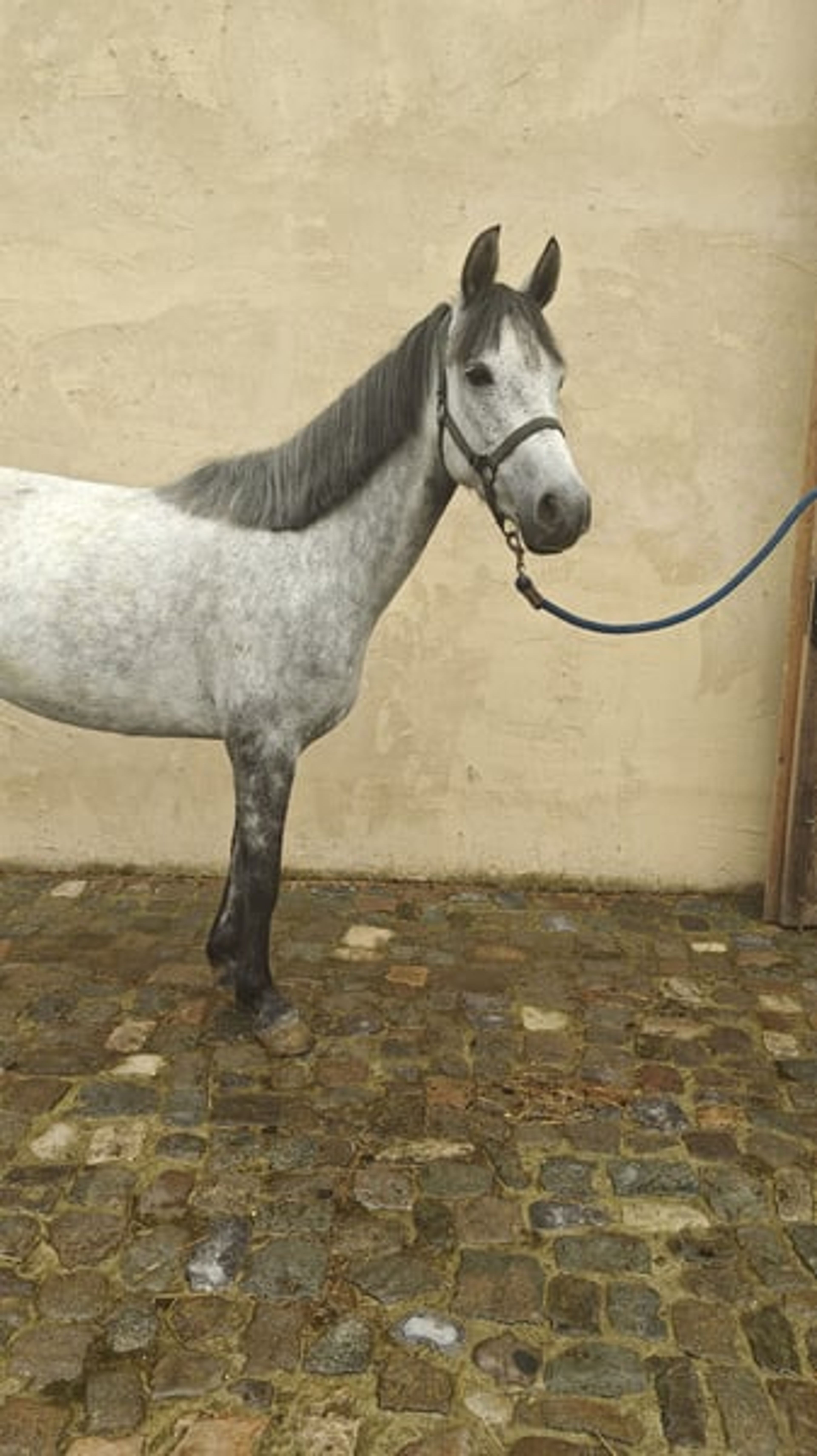 Highly promising D pony Connemara - Image 5