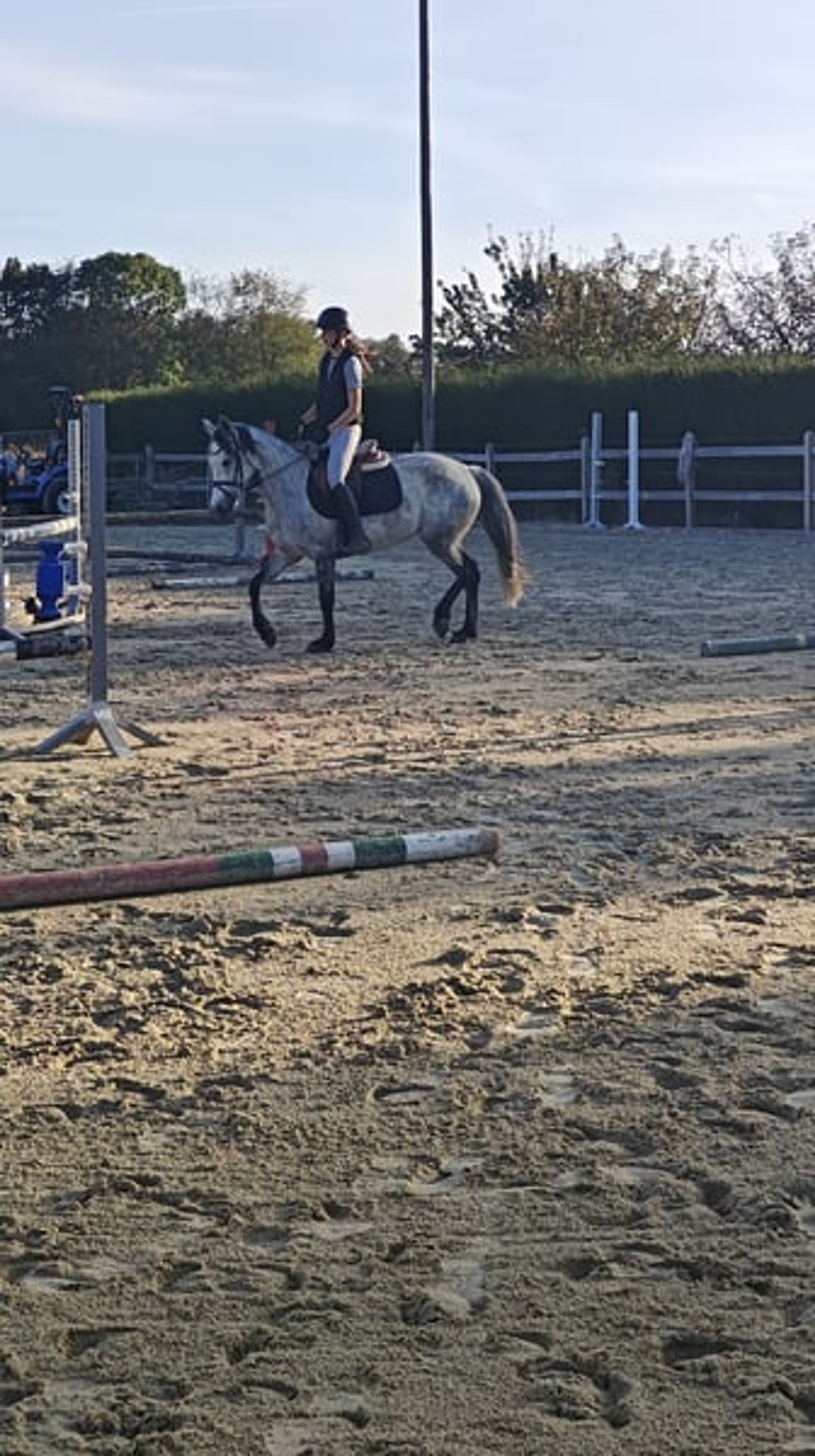 Highly promising D pony Connemara - Image 6