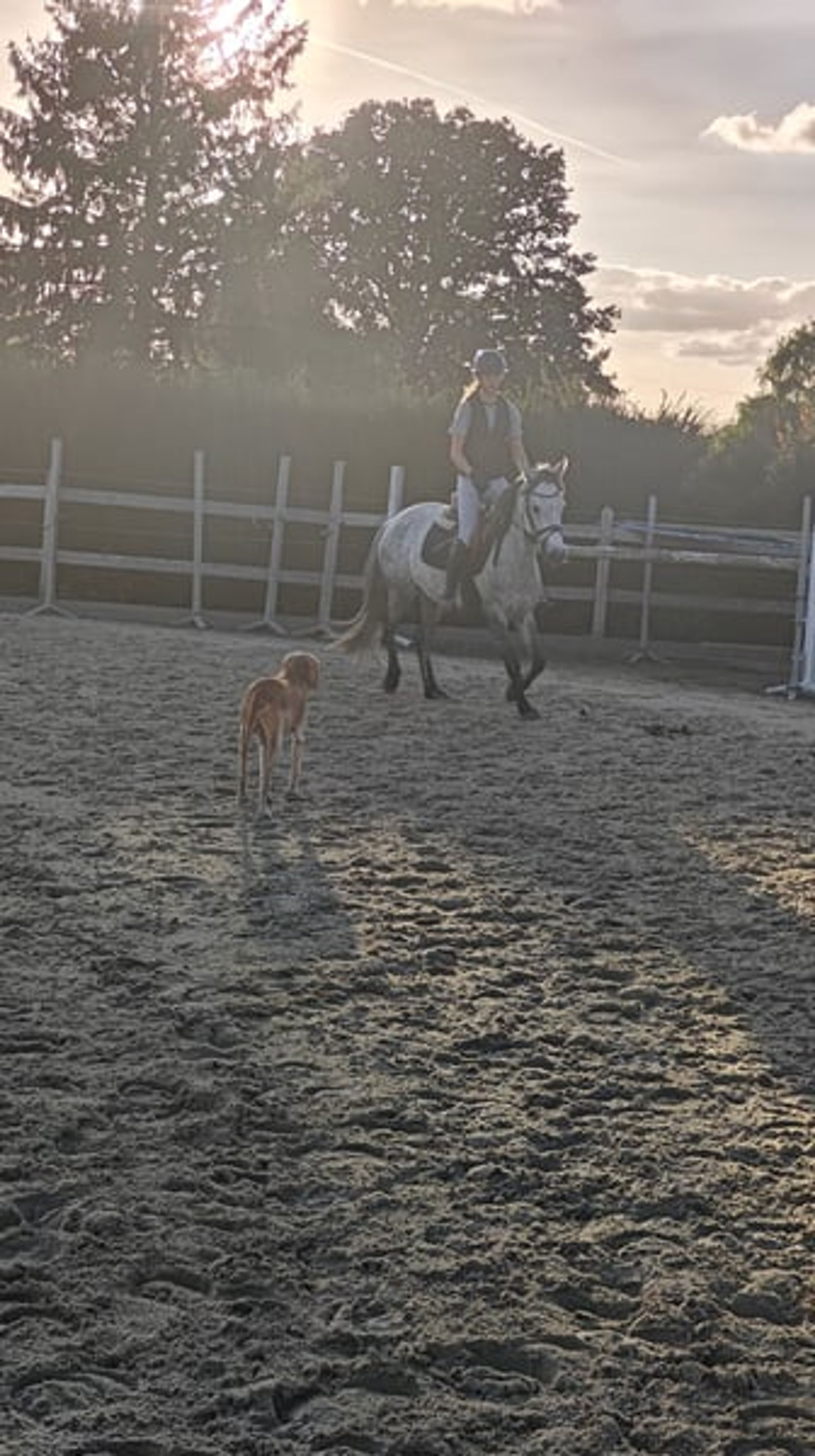 Highly promising D pony Connemara - Image 7