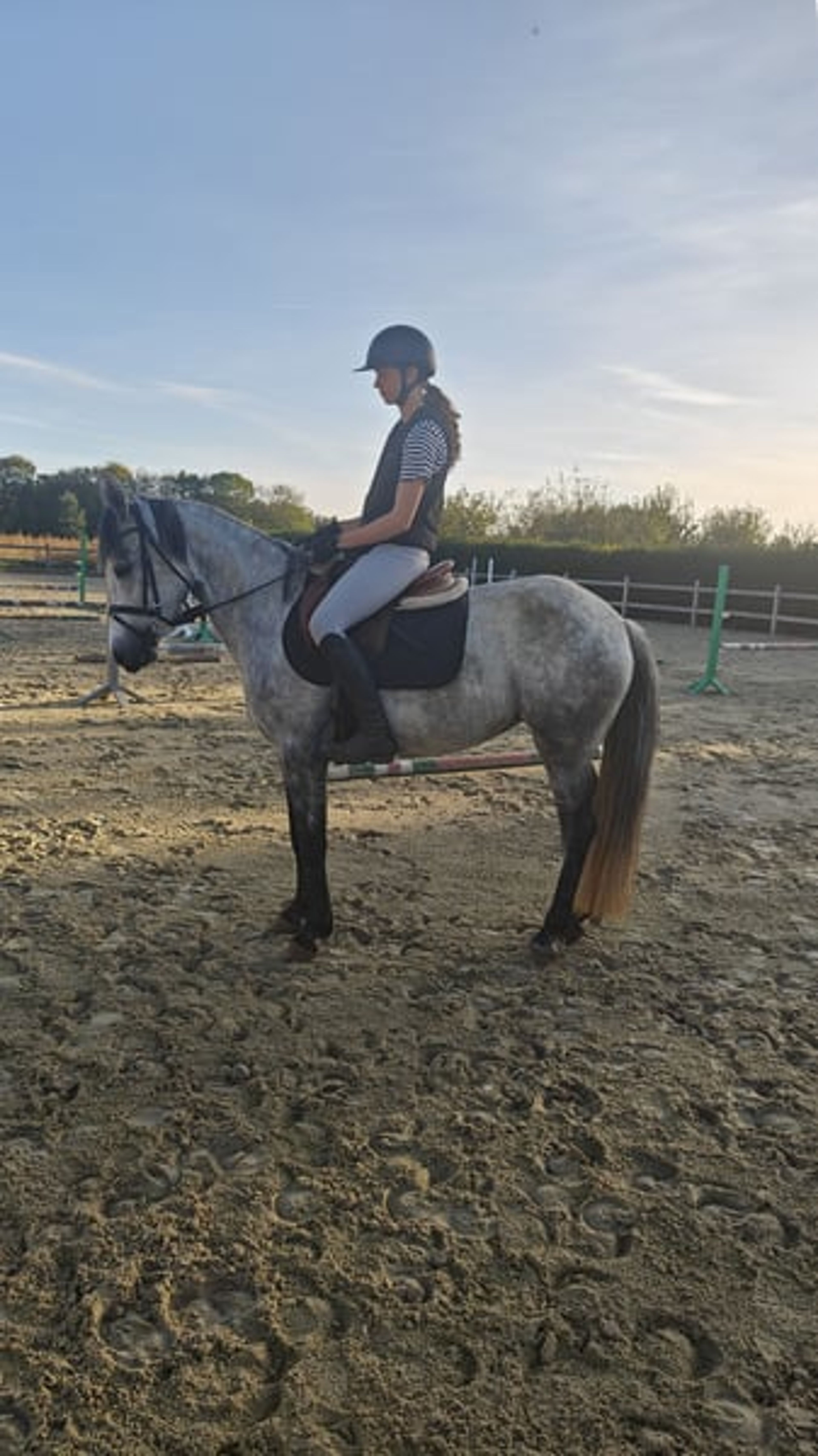 Highly promising D pony Connemara - Image 9