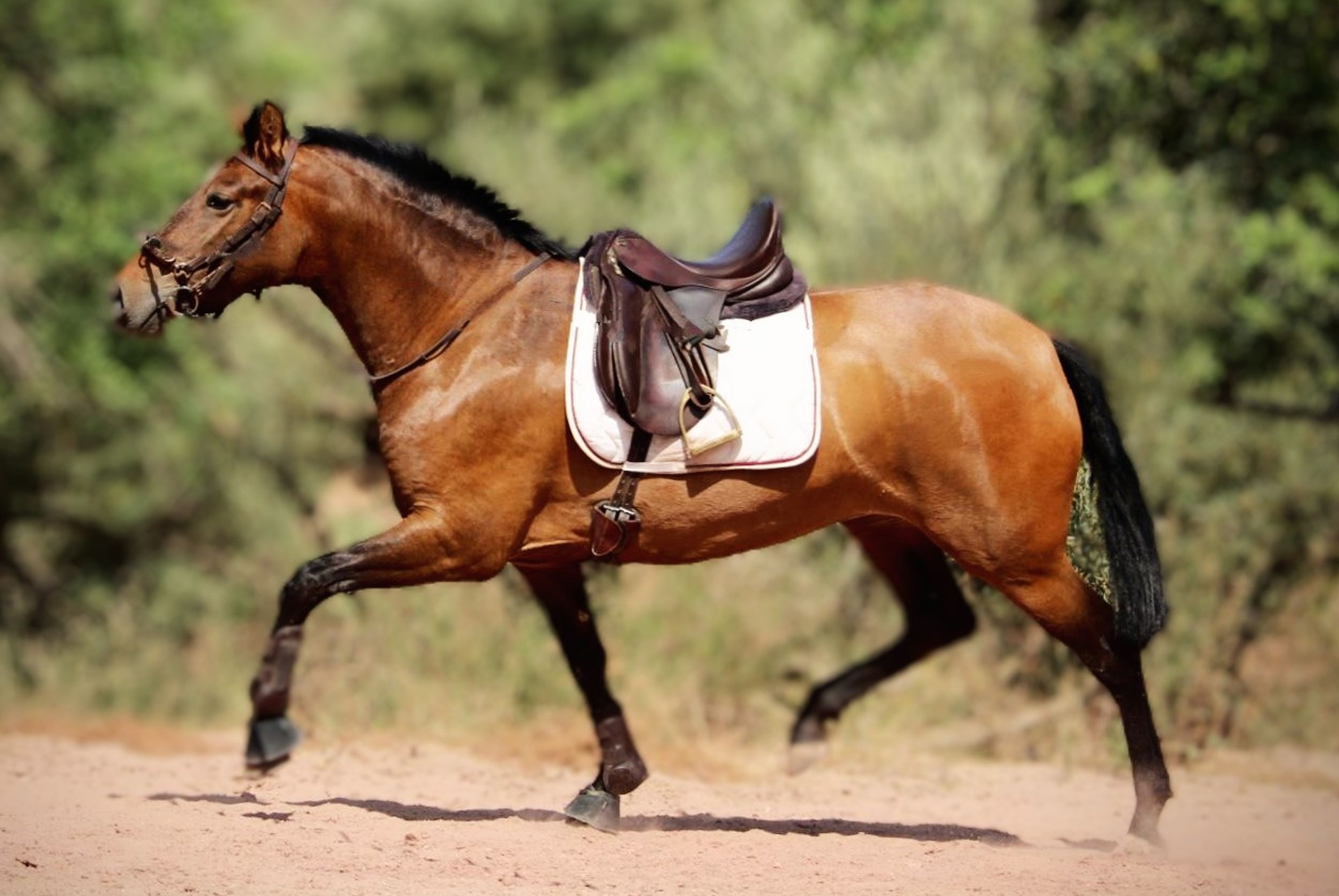 Indian Soul - Image 1