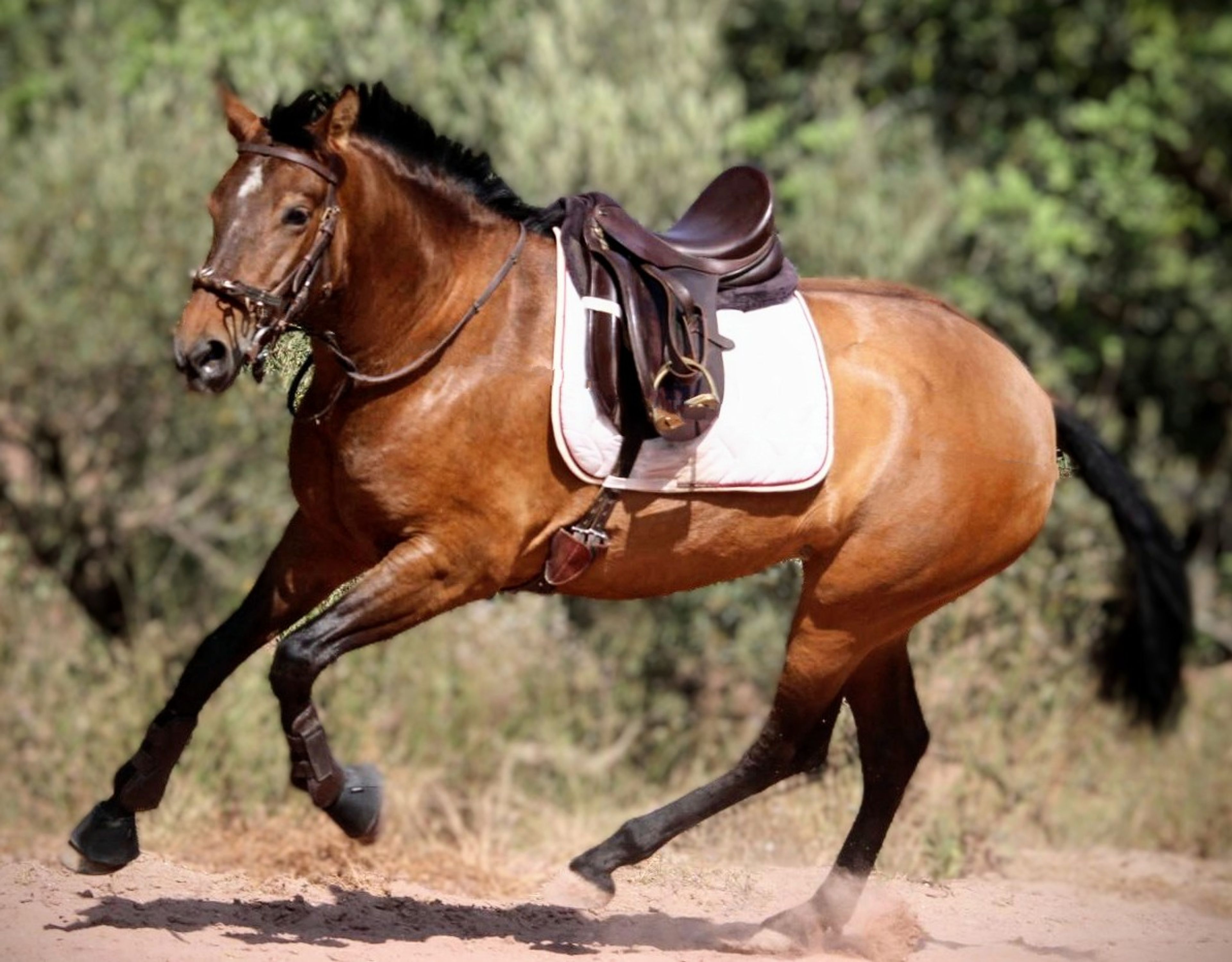 Indian Soul - Image 3