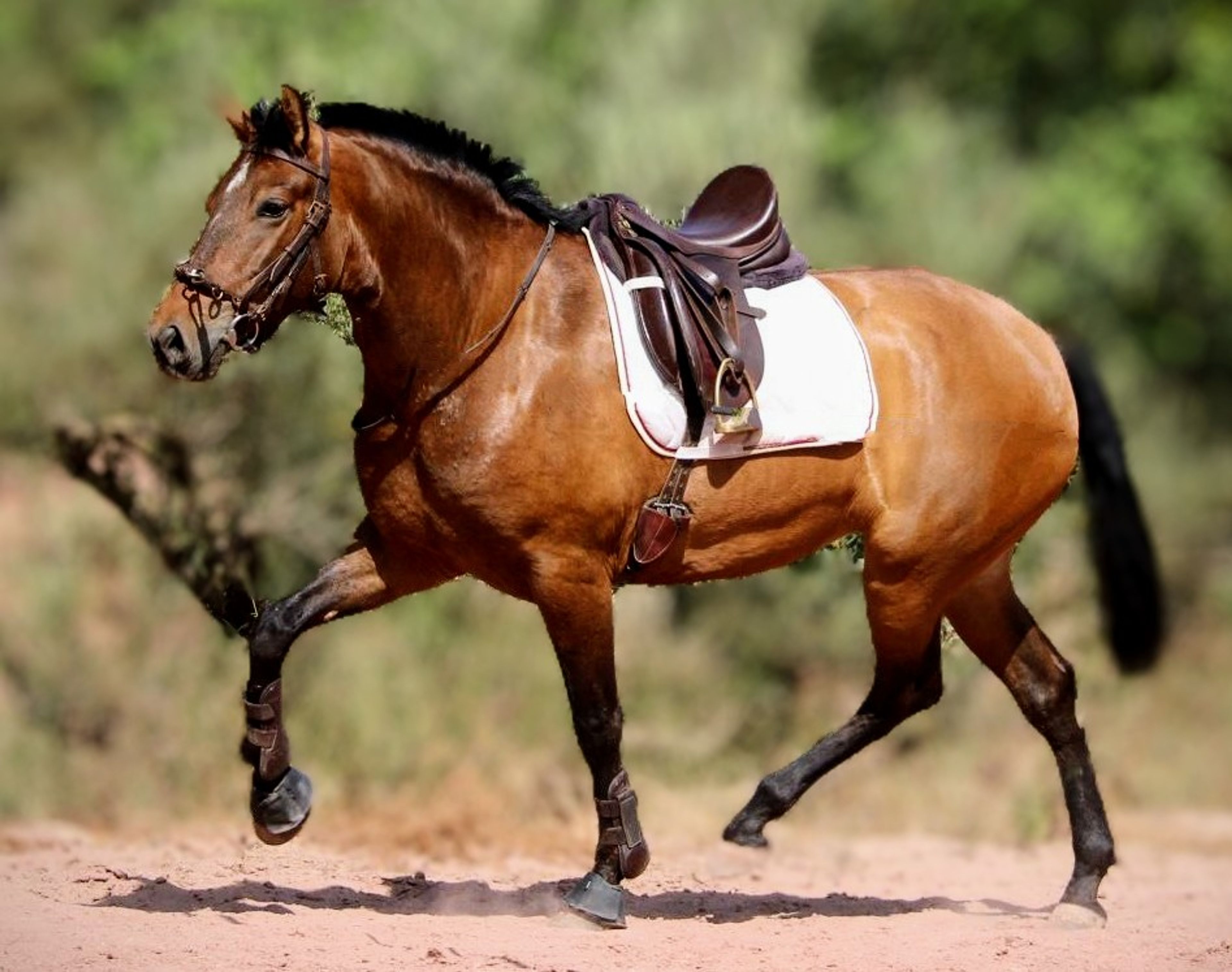 Indian Soul - Image 4