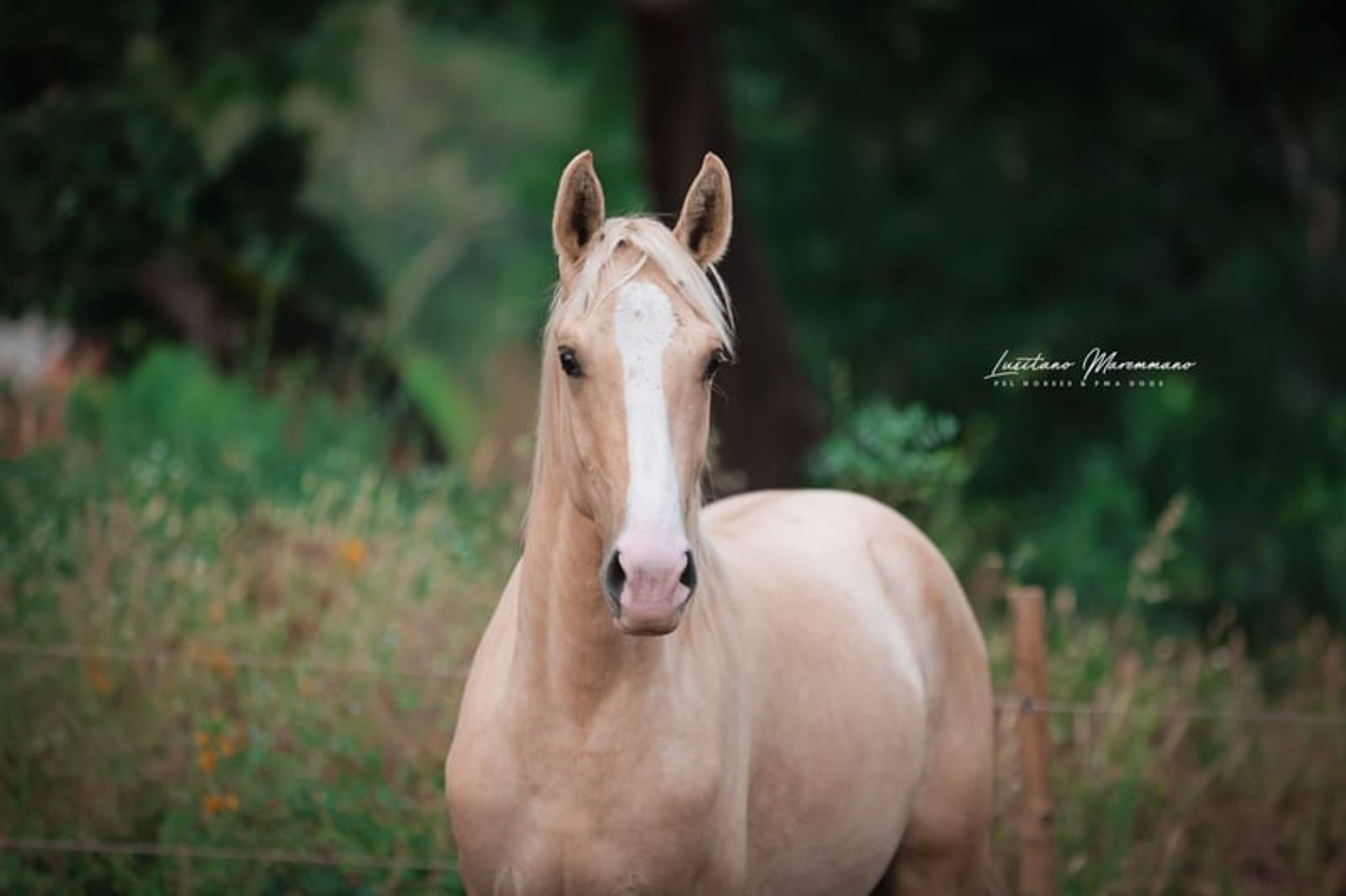 Palomino Lusitano with elite lineage & show potential