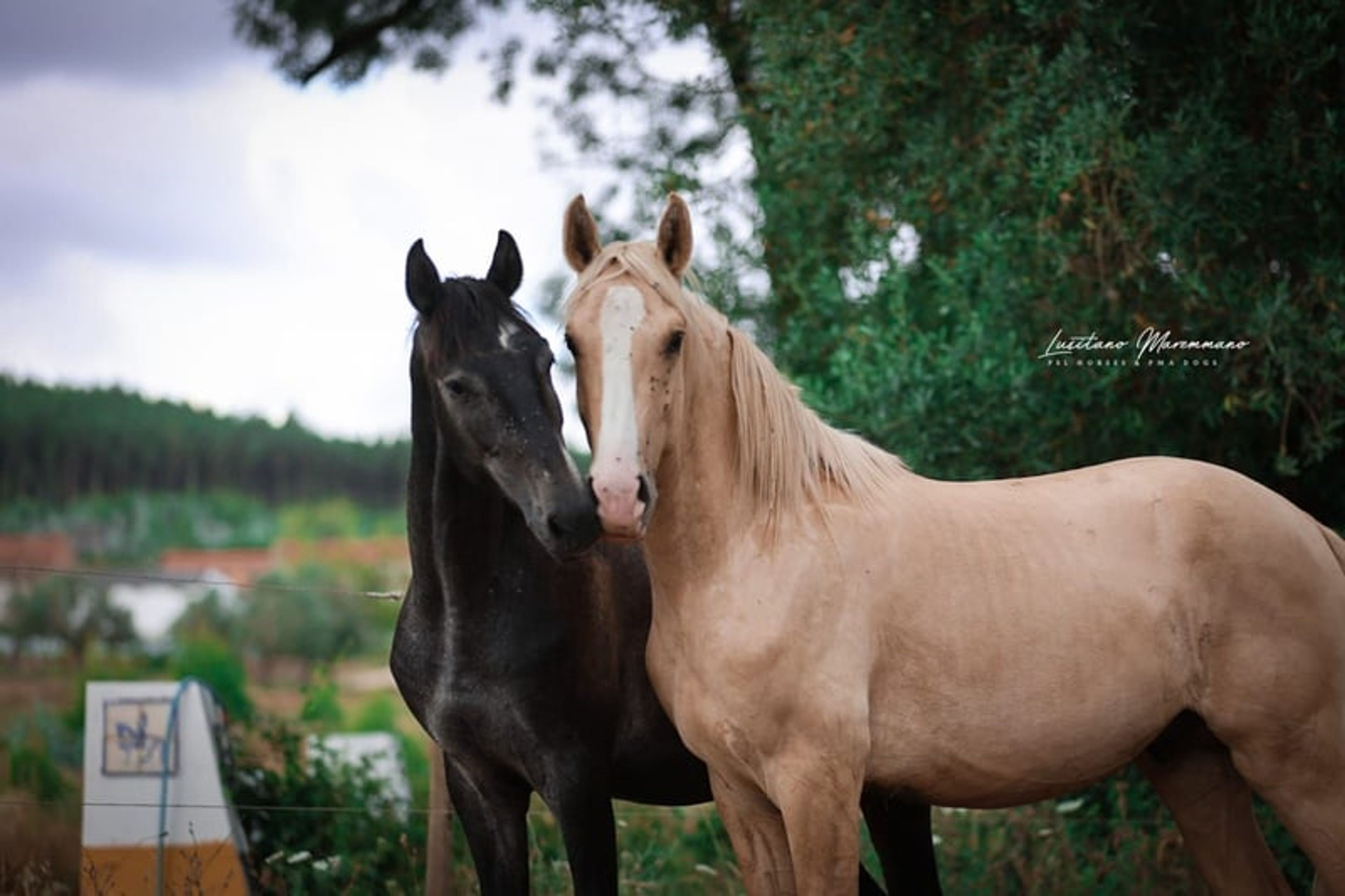 Palomino Lusitano with elite lineage & show potential - Image 2