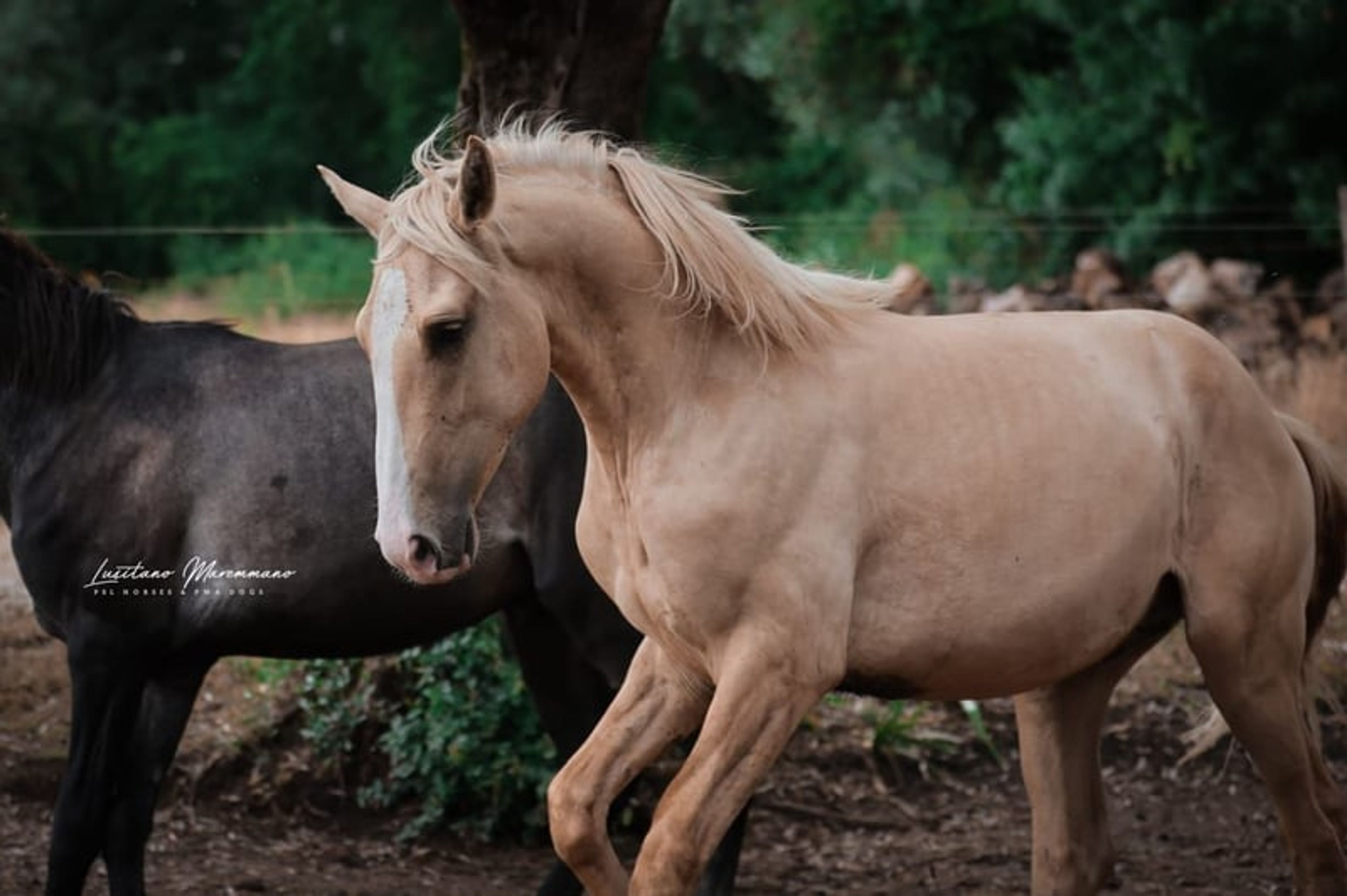 Palomino Lusitano with elite lineage & show potential - Image 3