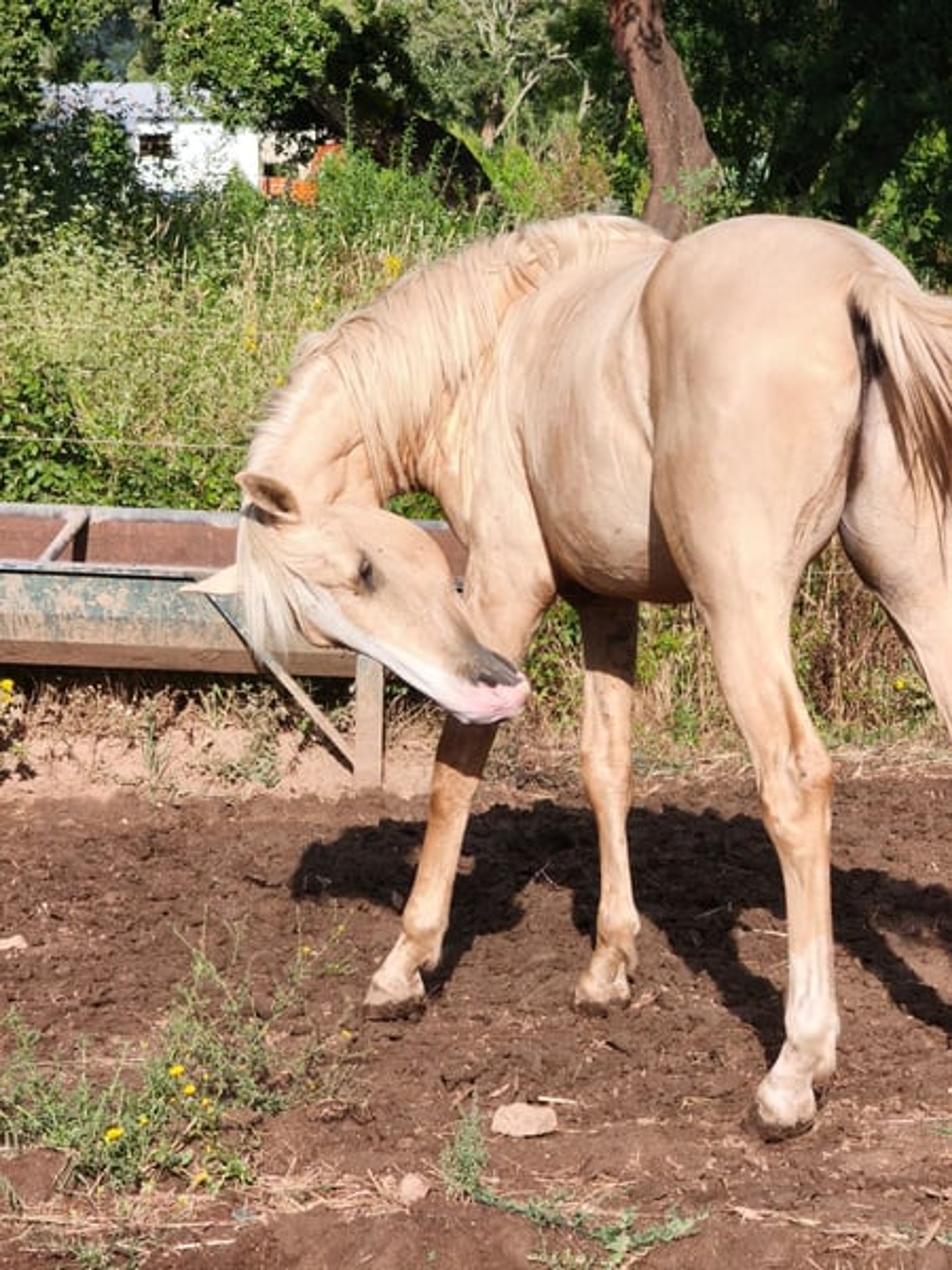 Palomino Lusitano with elite lineage & show potential - Image 4