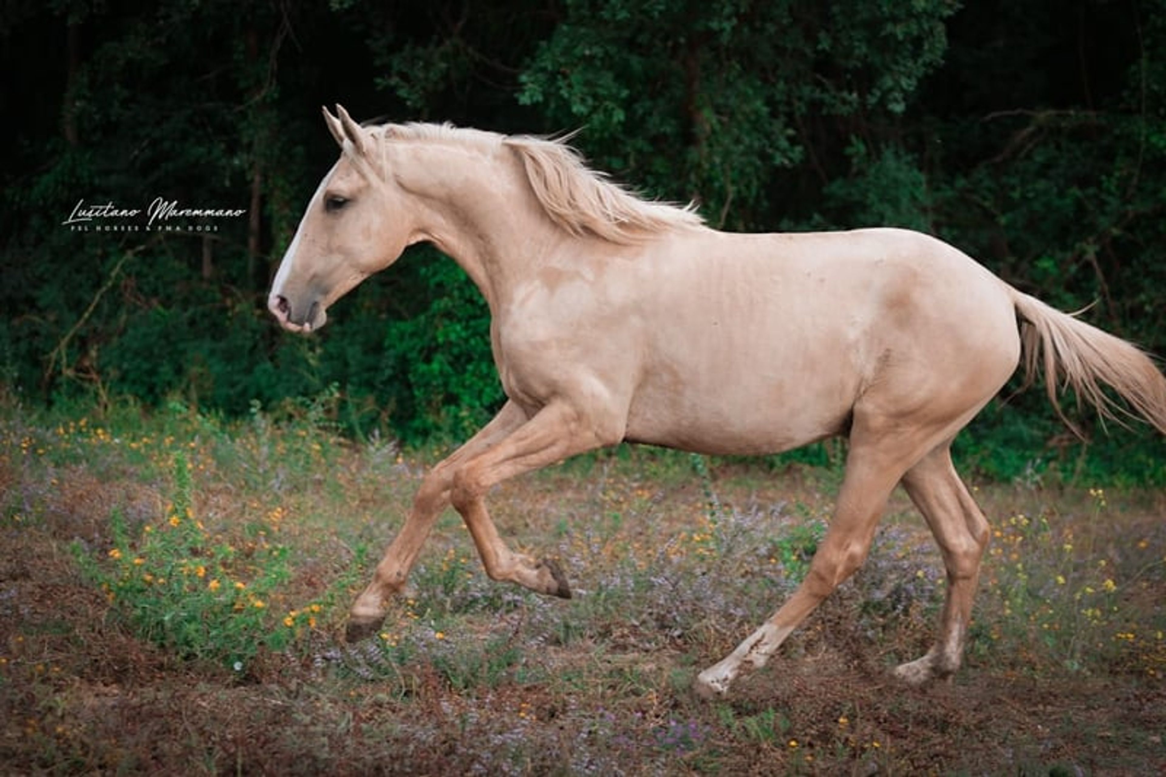 Palomino Lusitano with elite lineage & show potential - Image 5