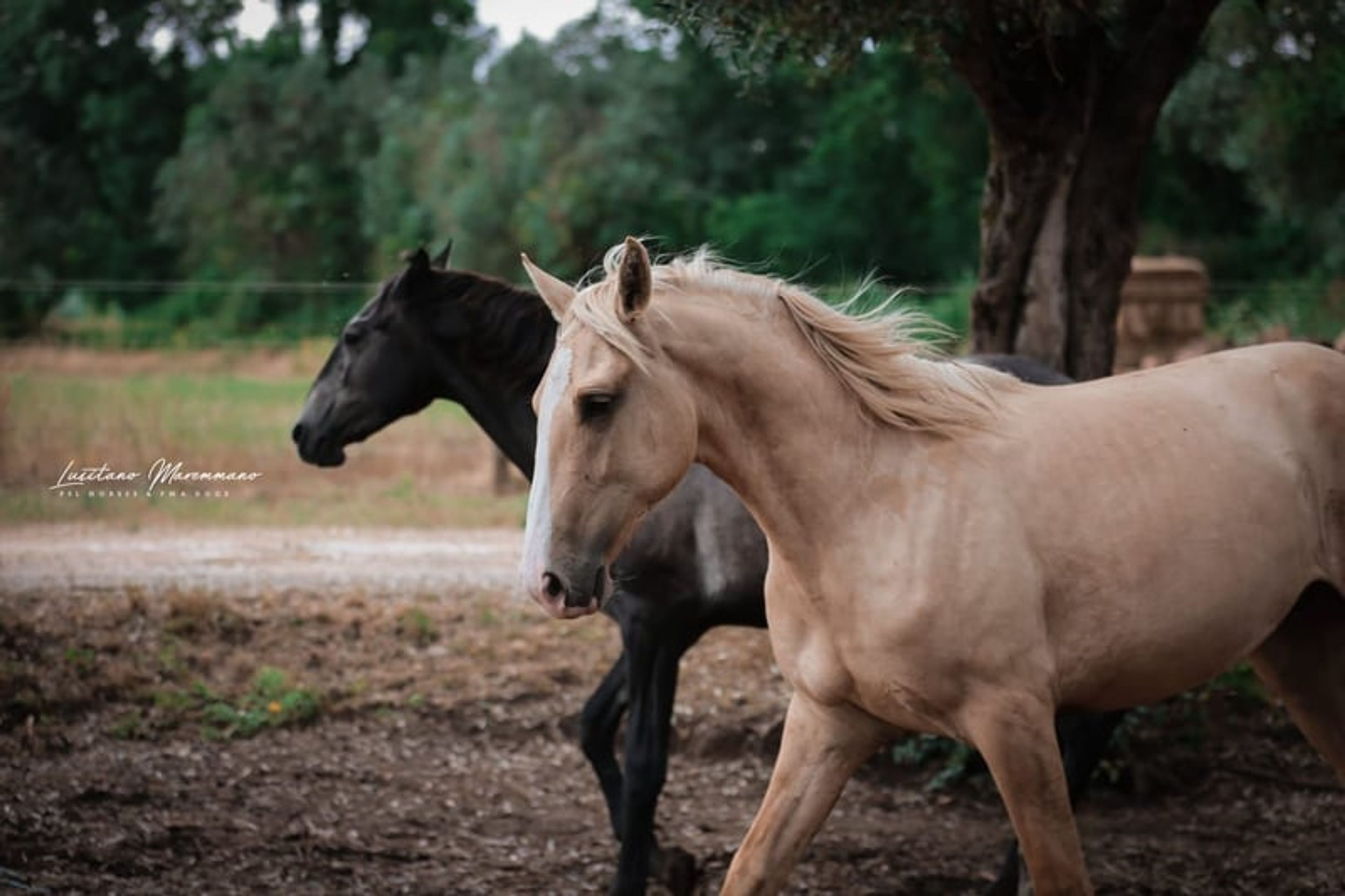 Palomino Lusitano with elite lineage & show potential - Image 6