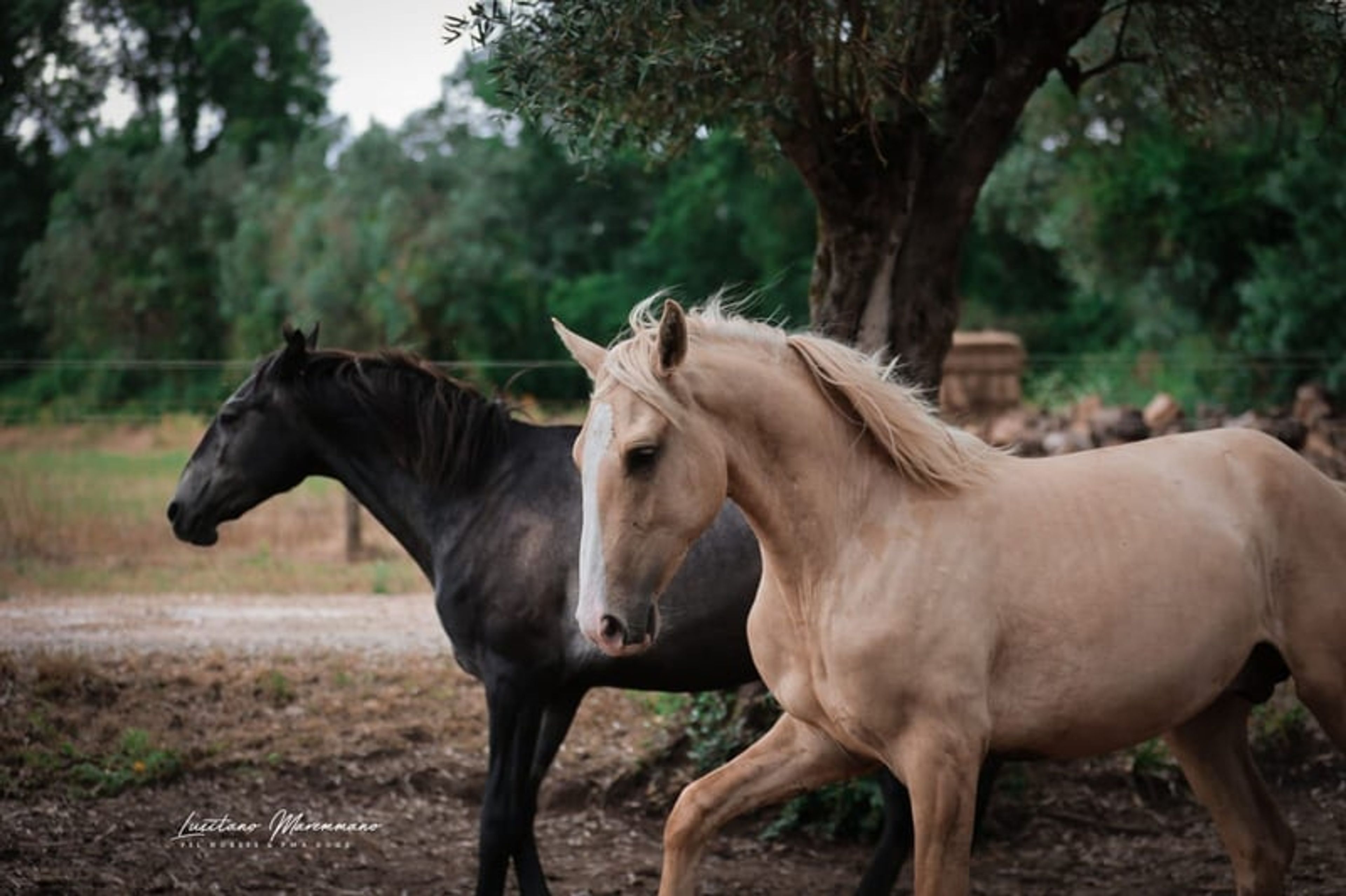 Palomino Lusitano with elite lineage & show potential - Image 7