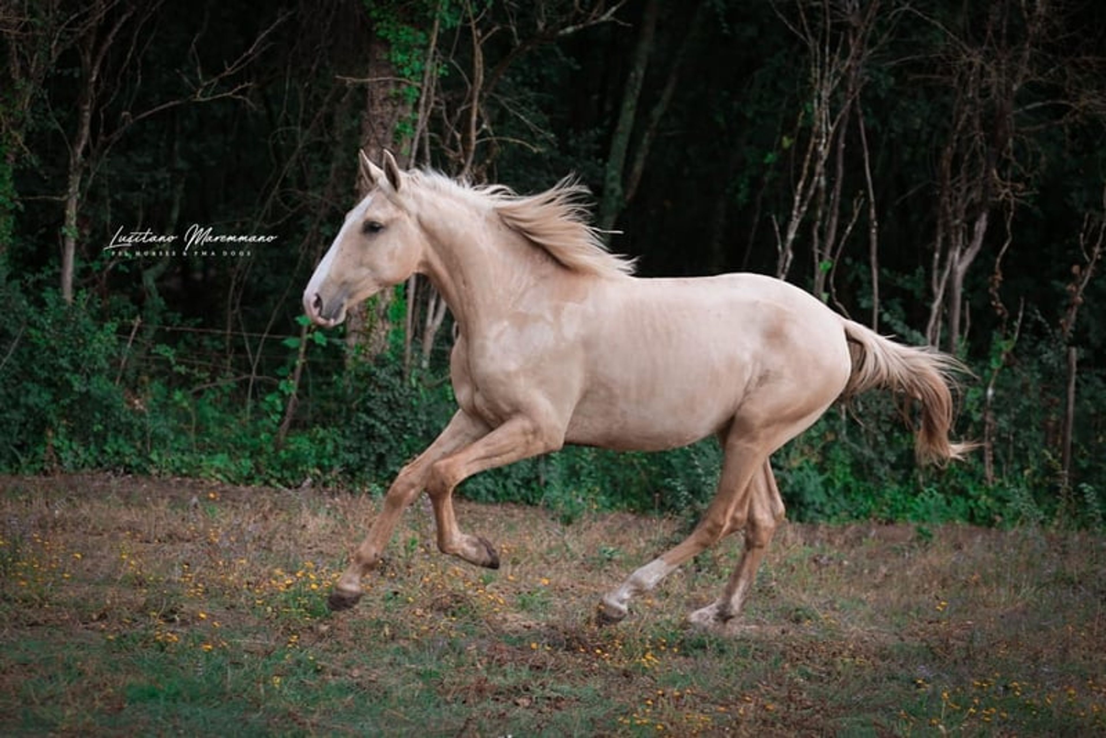 Palomino Lusitano with elite lineage & show potential - Image 8