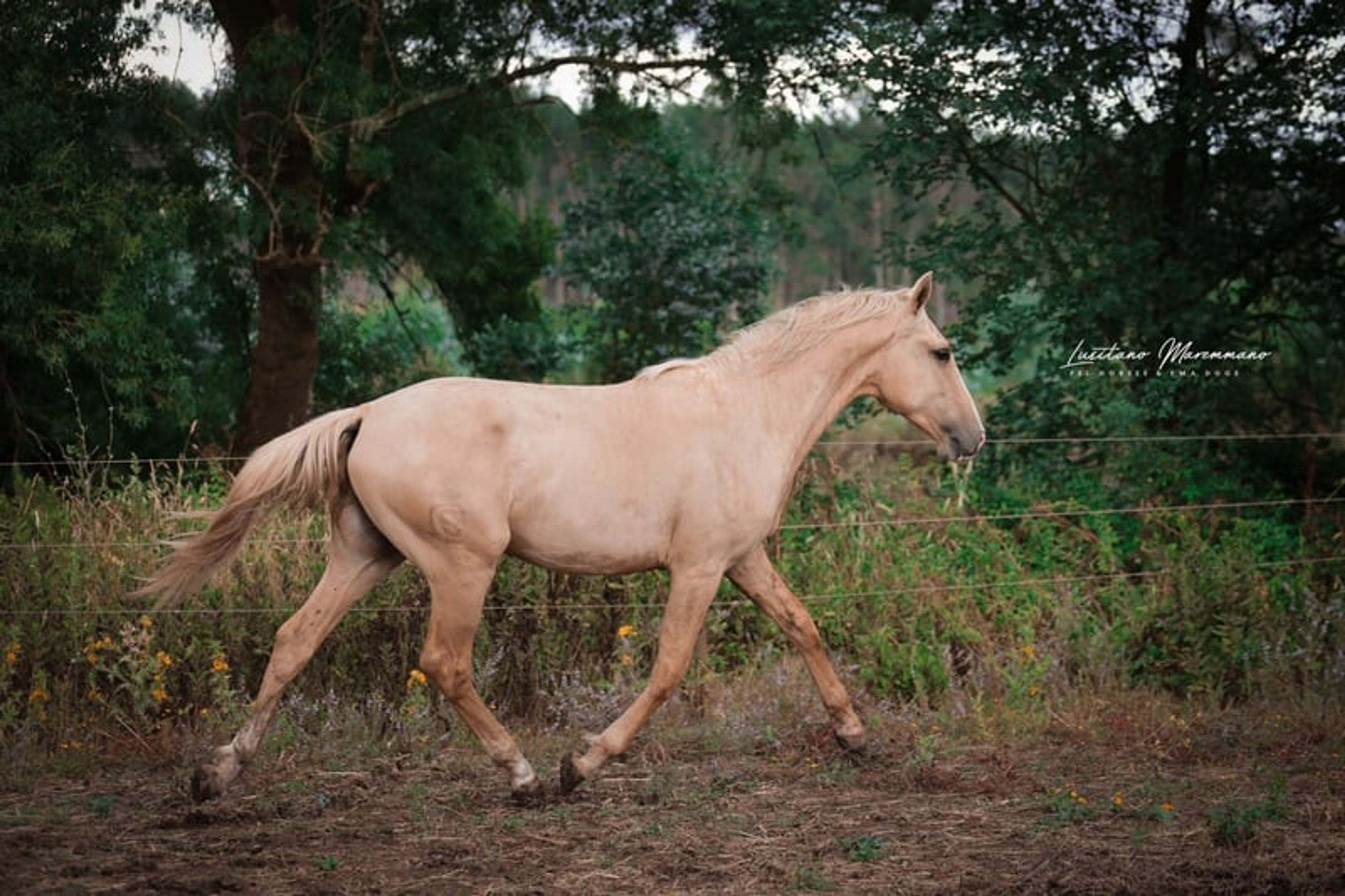 Palomino Lusitano with elite lineage & show potential - Image 9