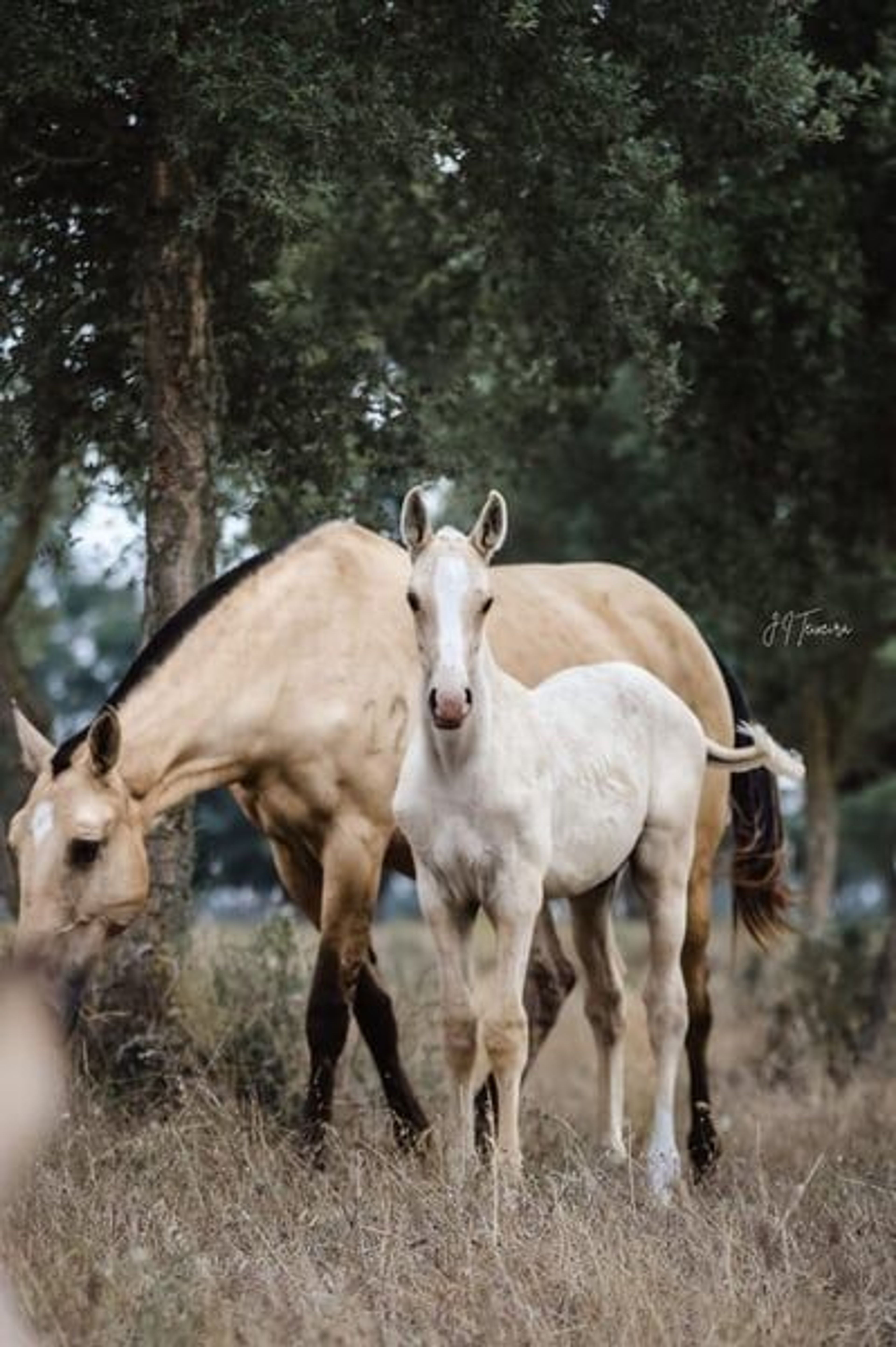 Palomino Lusitano with elite lineage & show potential - Image 10