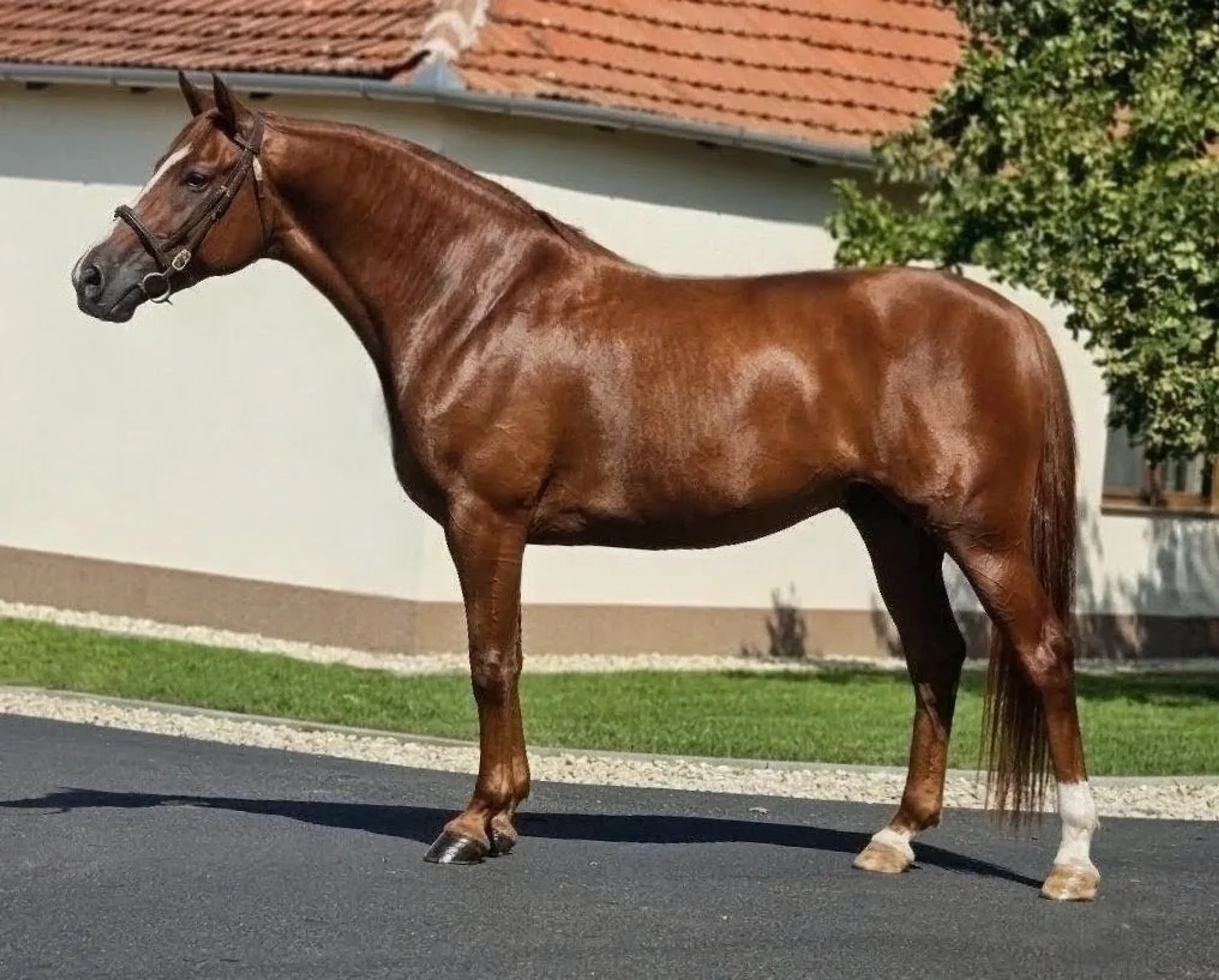 Ilkona