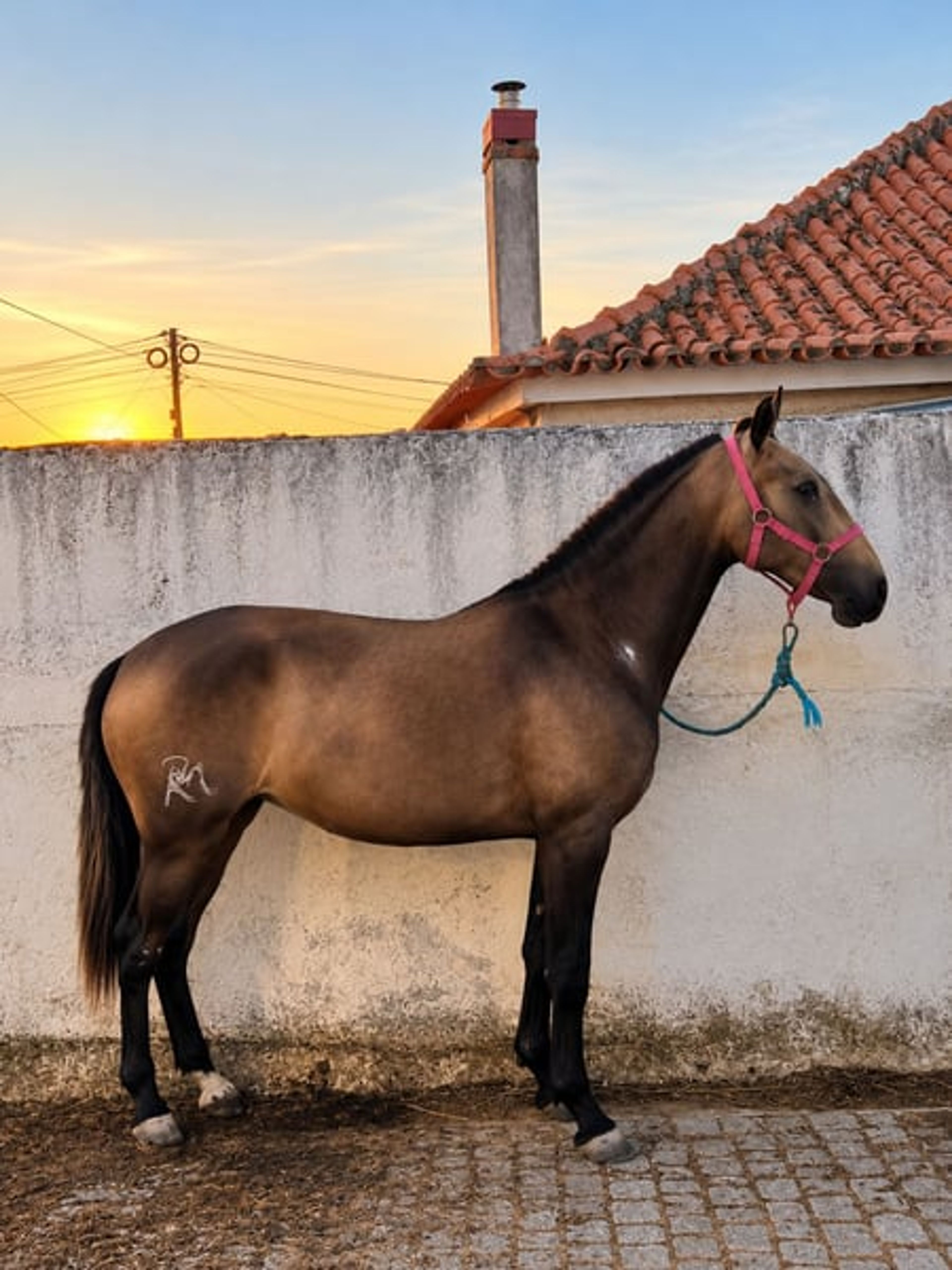 Lusitano mare
